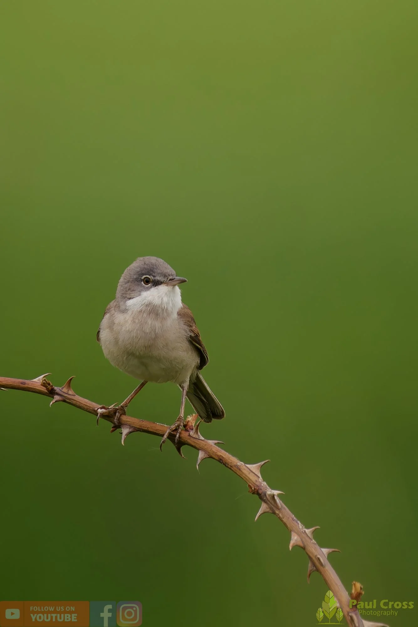 Common Whitethroat-00096.jpg