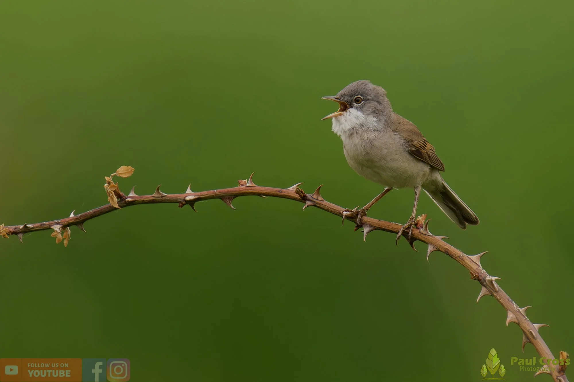 Common Whitethroat-00098.jpg