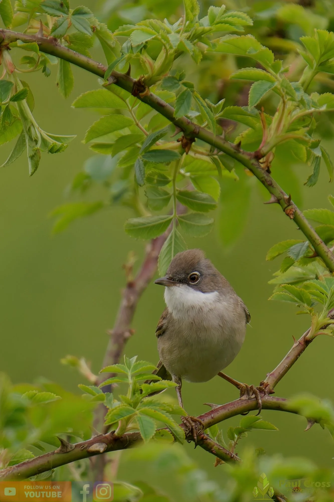 Common Whitethroat-00099.jpg