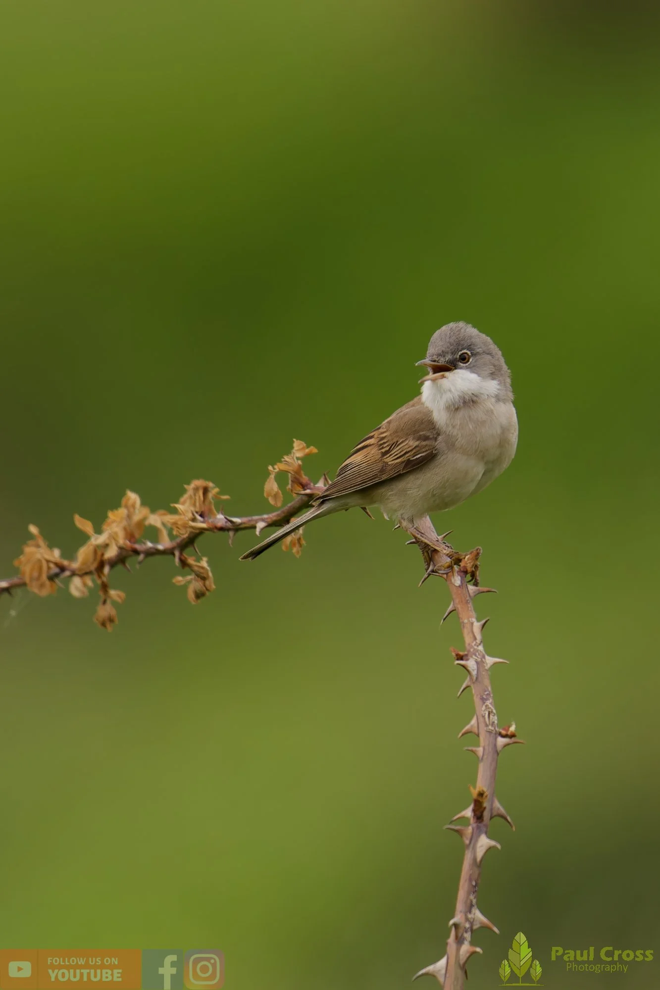 Common Whitethroat-00101.jpg