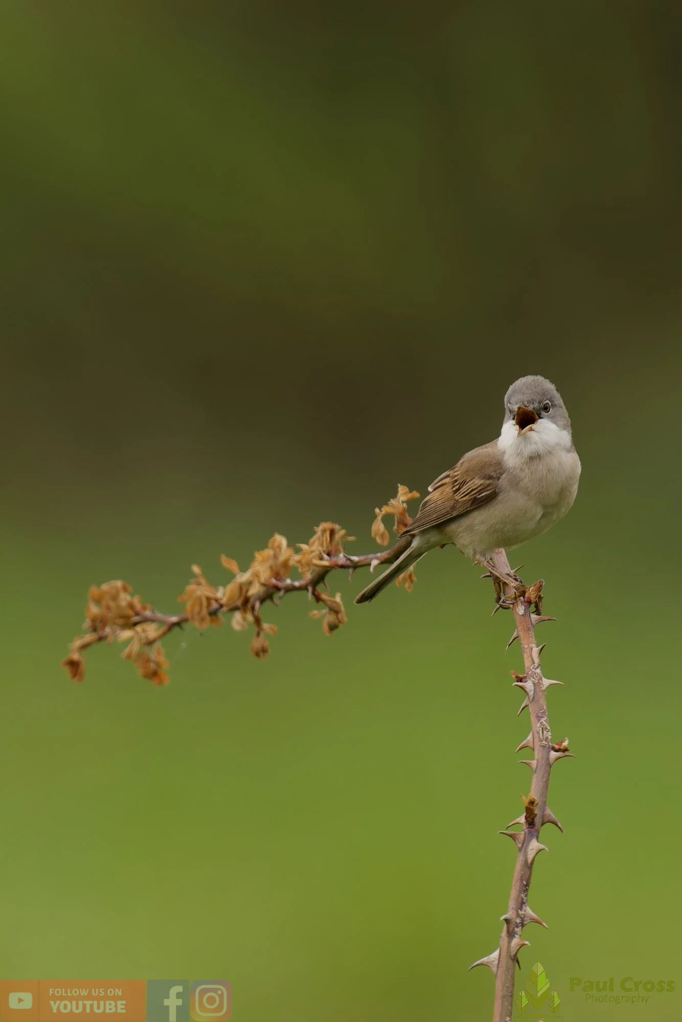 Common Whitethroat-00103.jpg