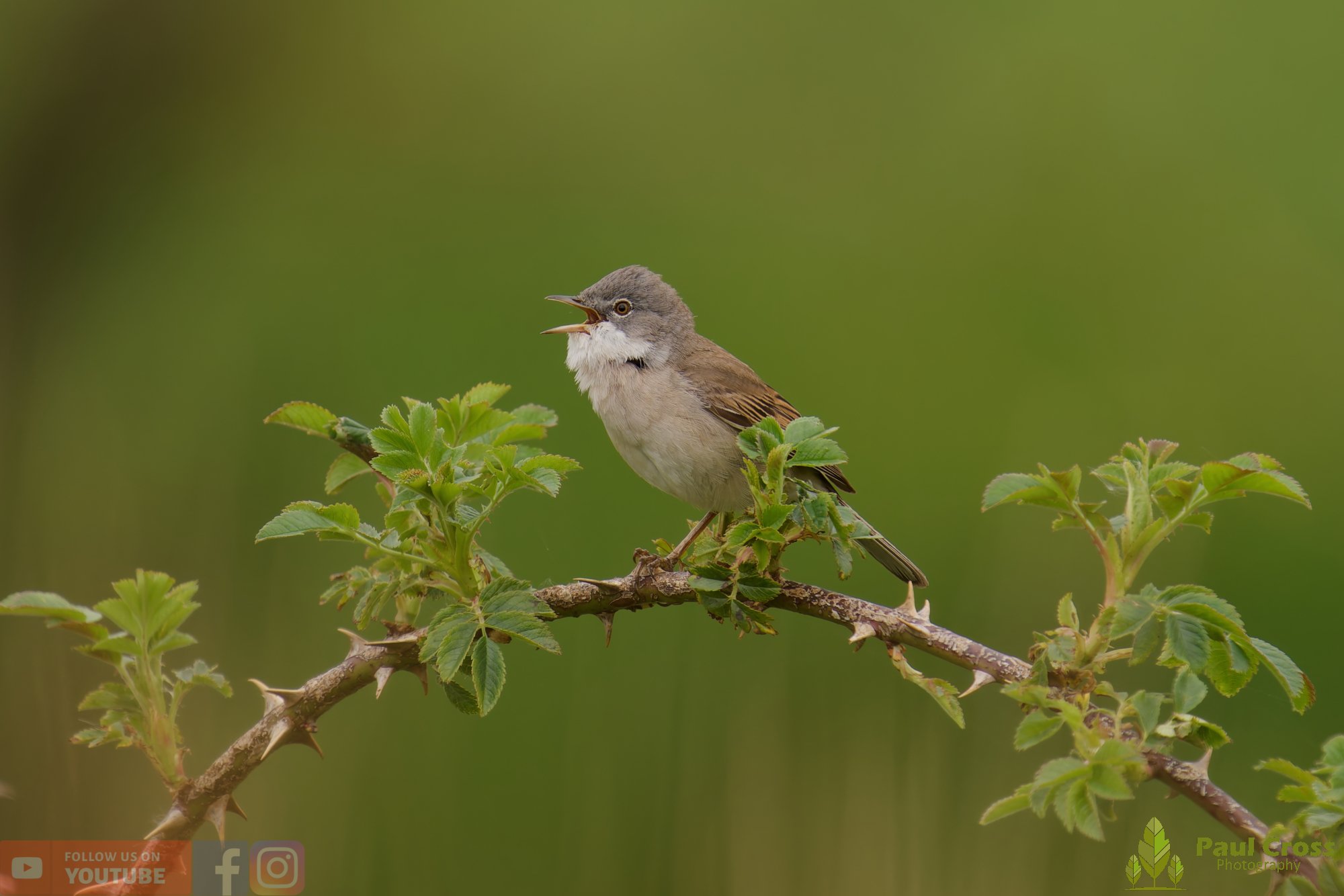 Common Whitethroat-00104.jpg