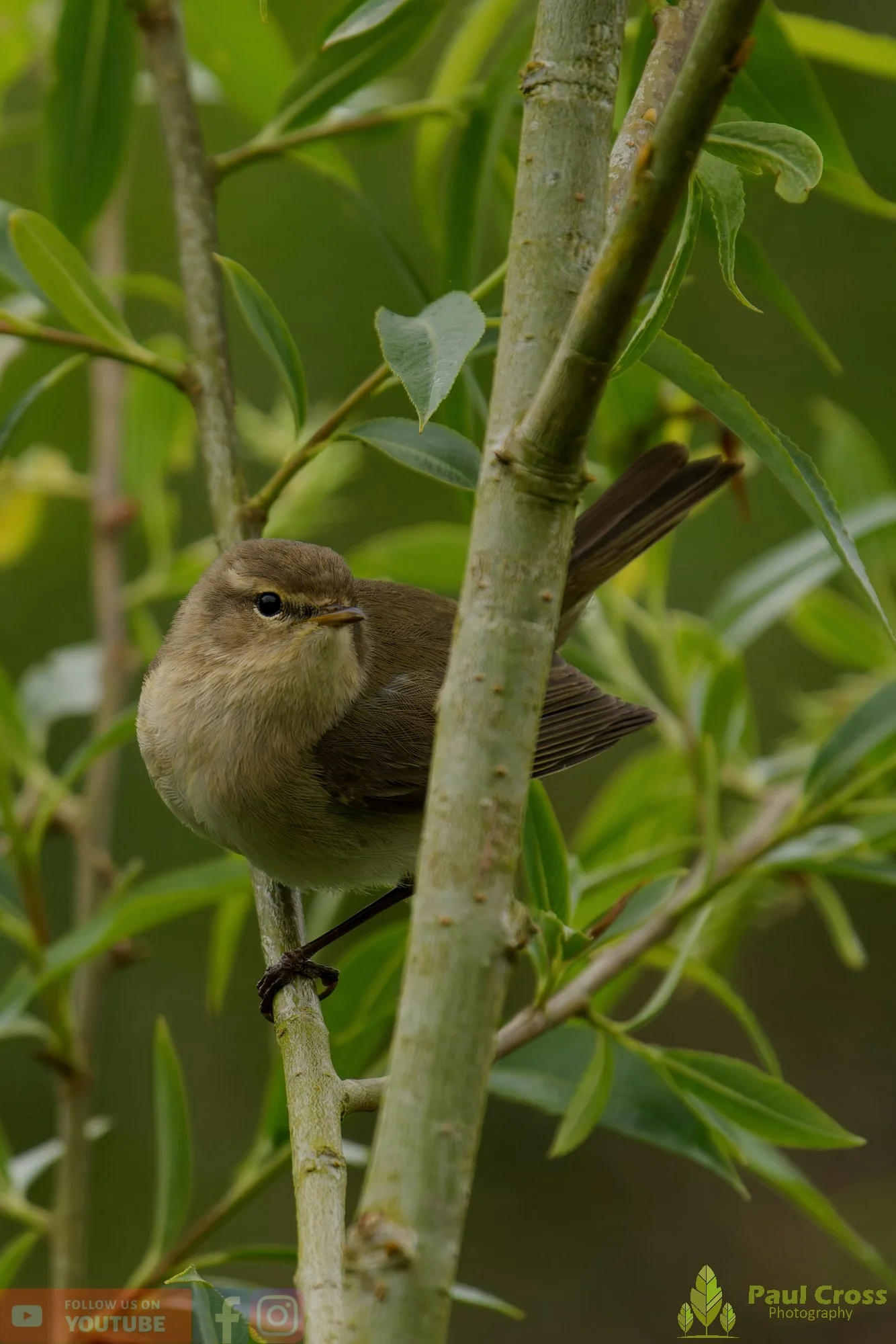 Chiffchaff-00194.jpg