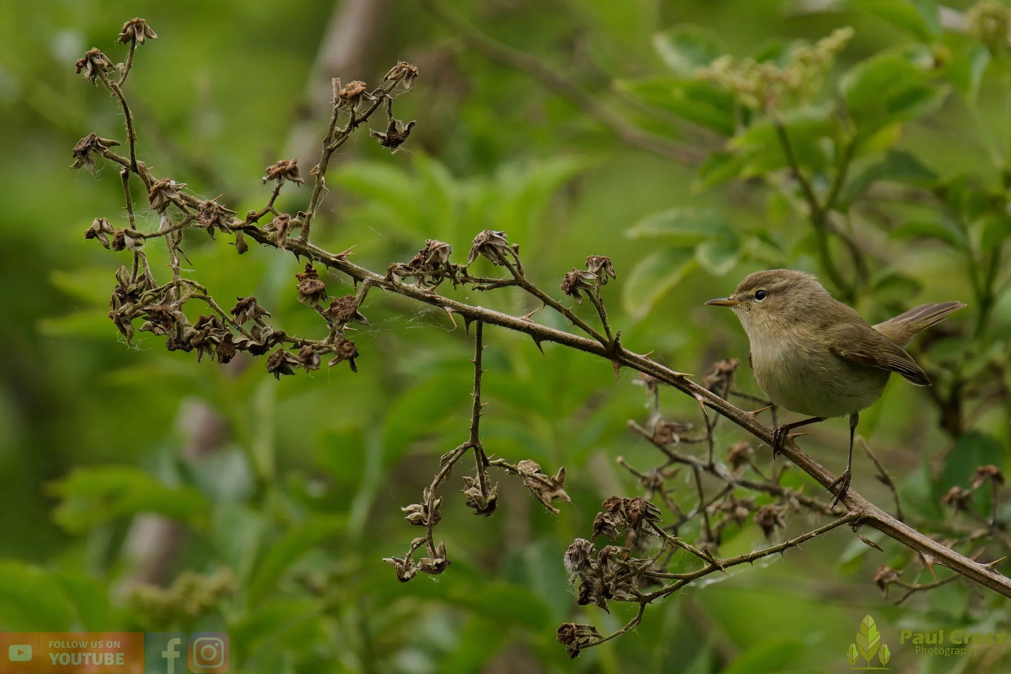 Chiffchaff-00196.jpg