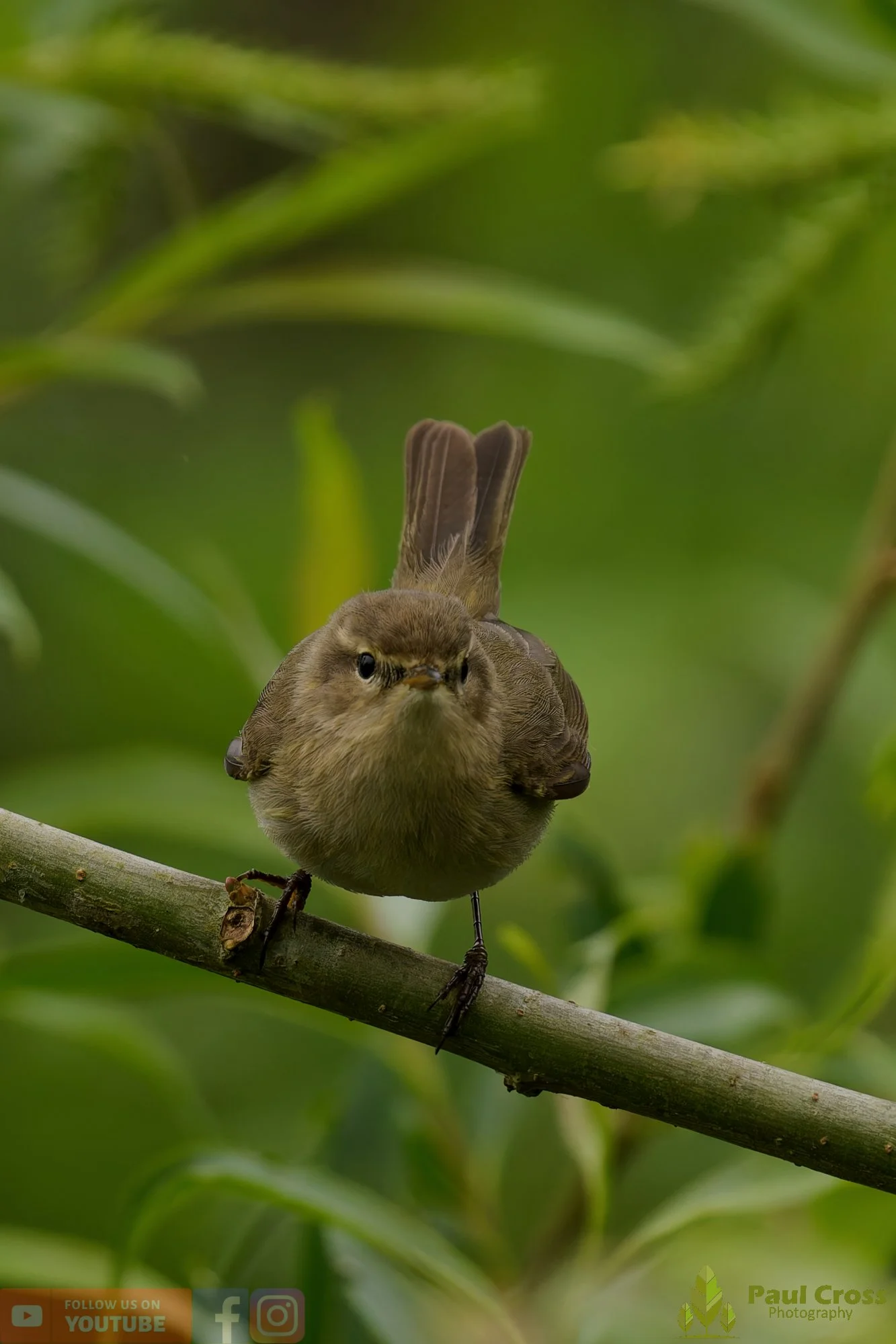Chiffchaff-00197.jpg