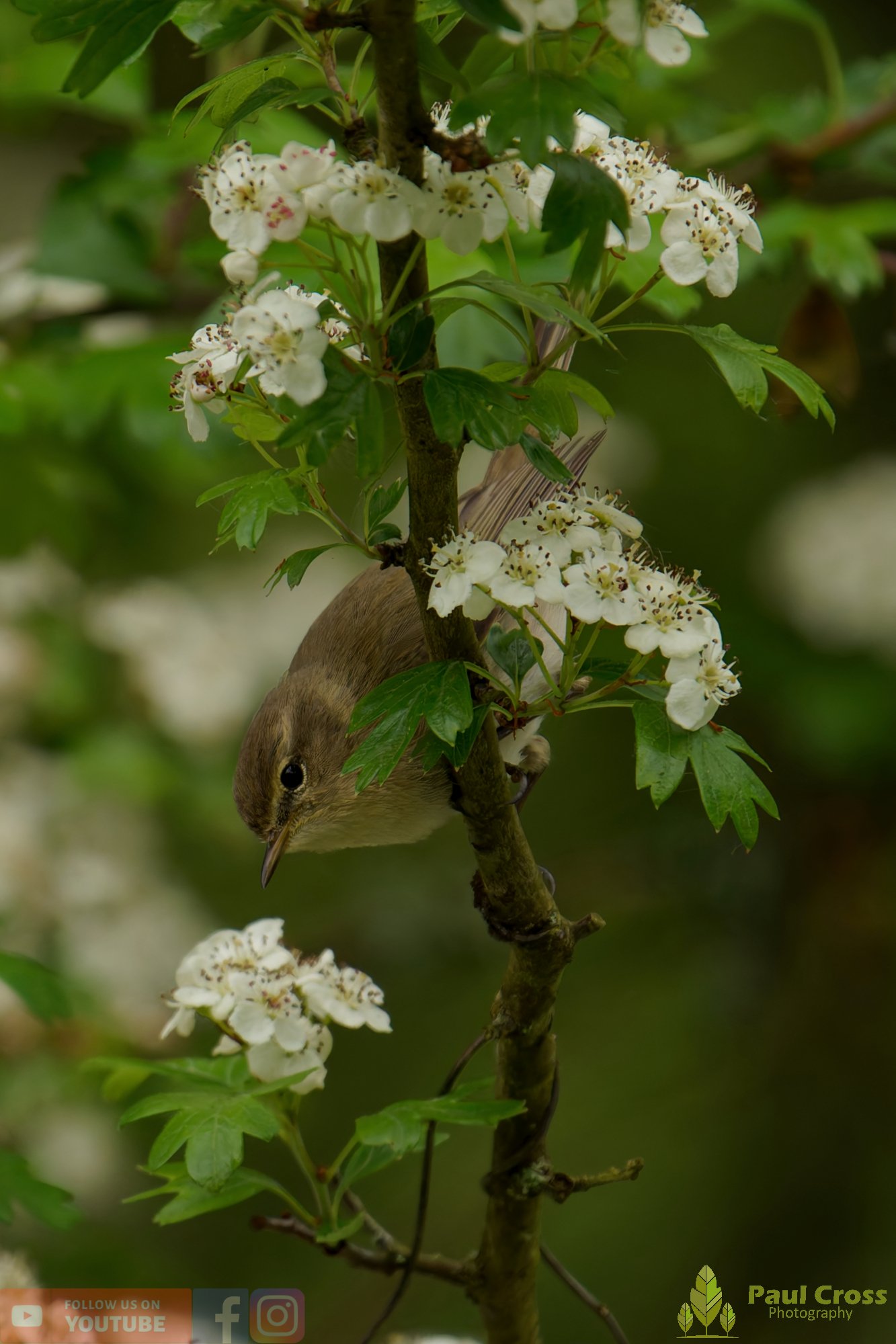 Chiffchaff-00198.jpg