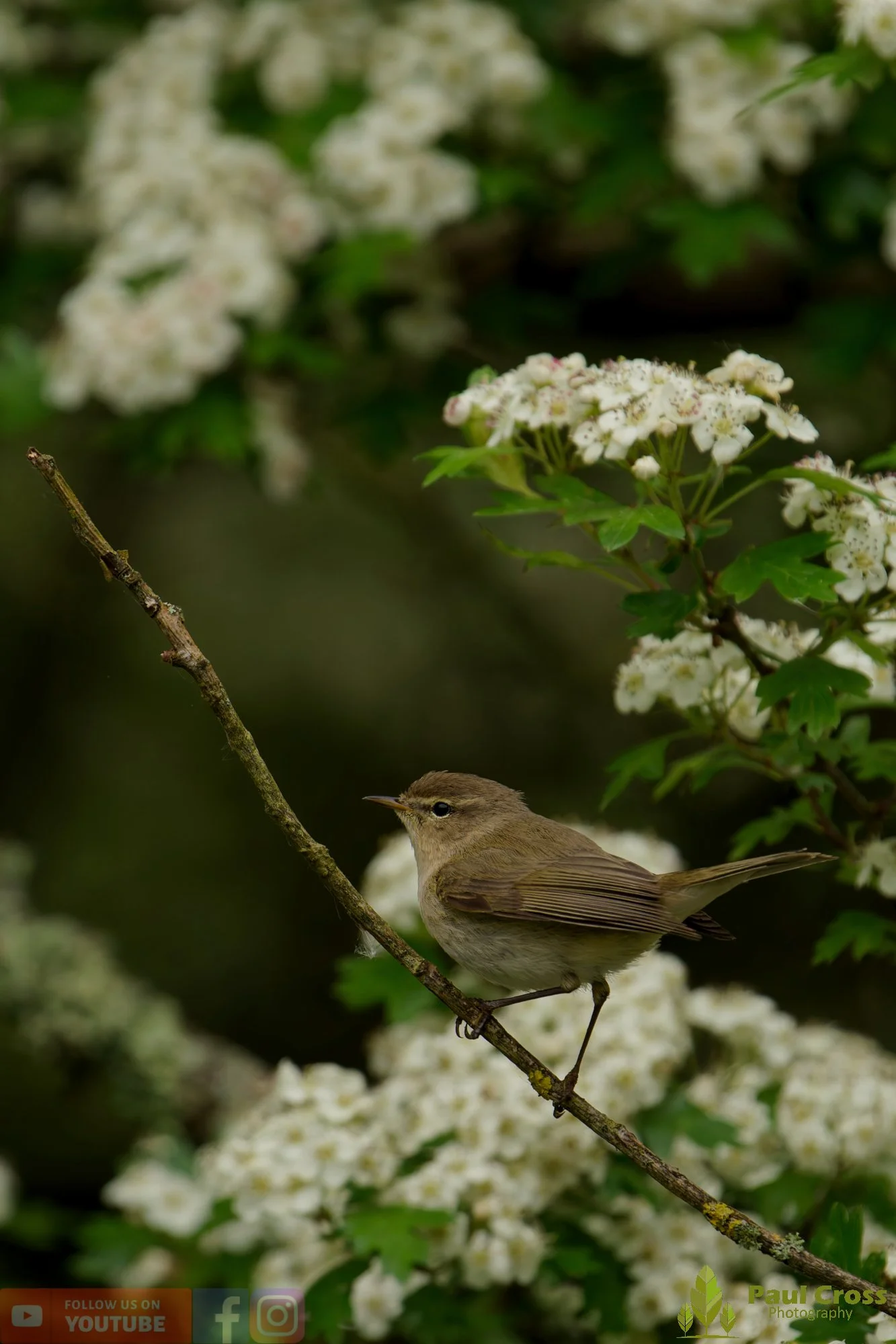 Chiffchaff-00199.jpg