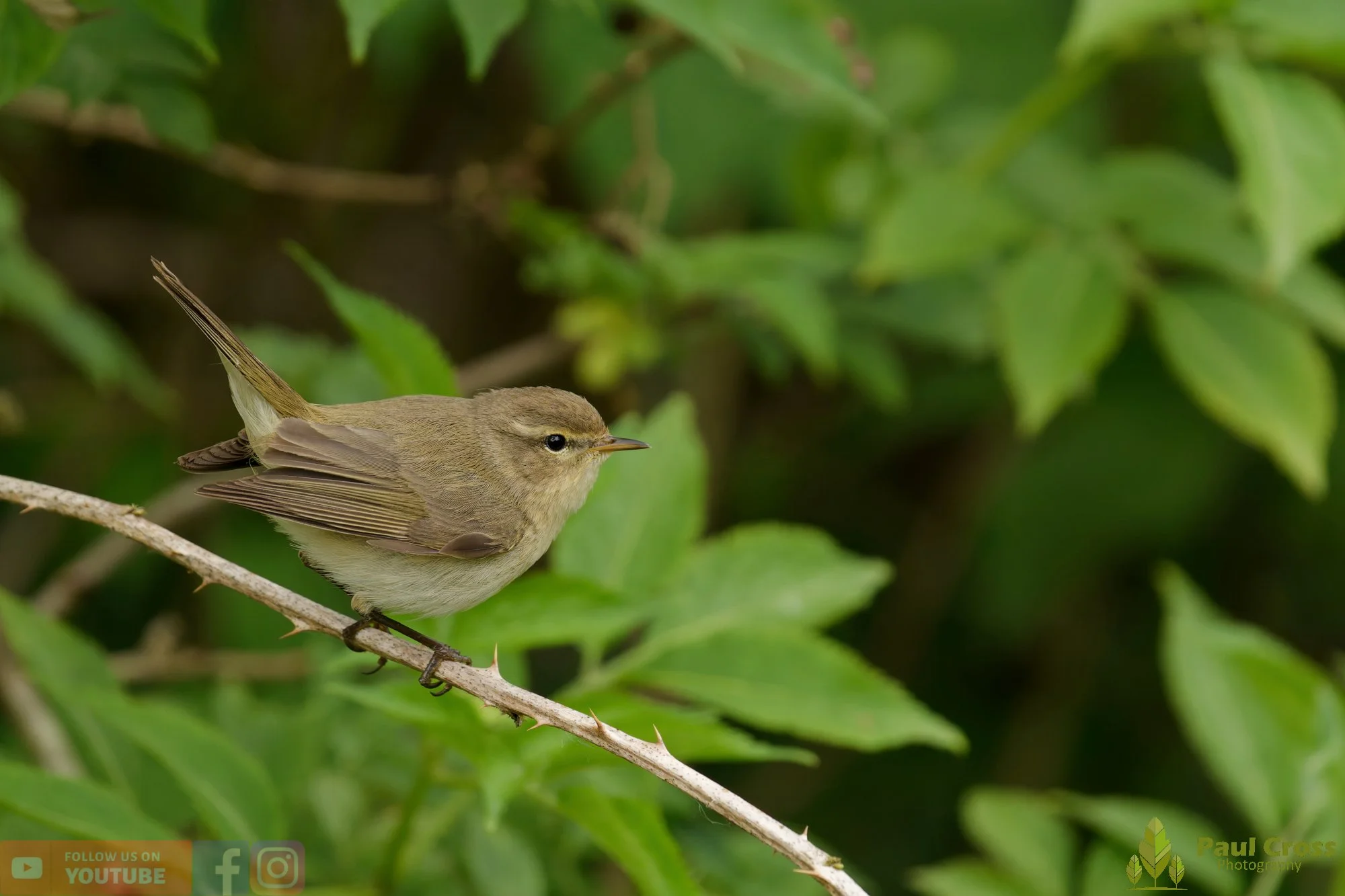 Chiffchaff-00200.jpg