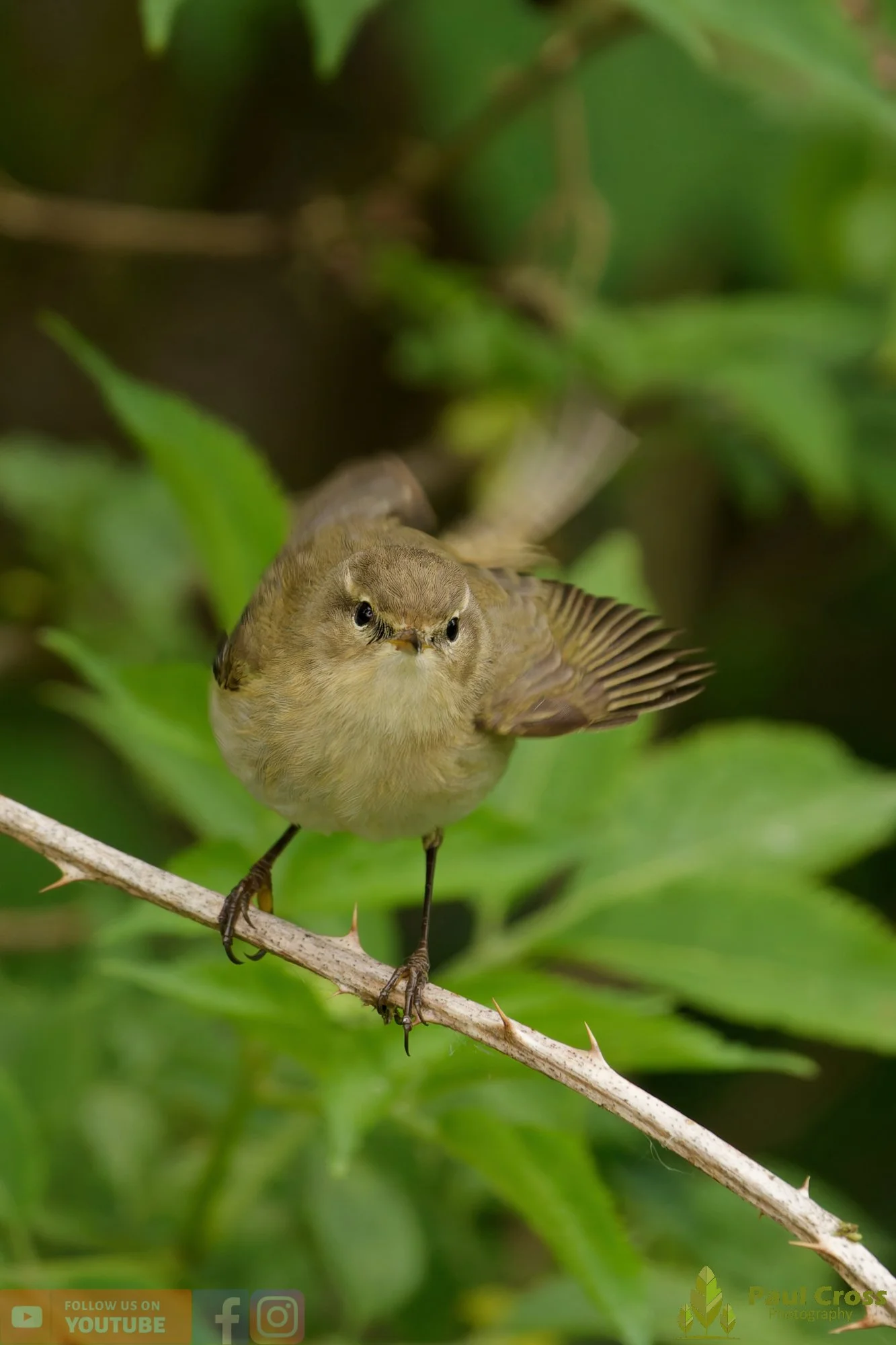 Chiffchaff-00201.jpg