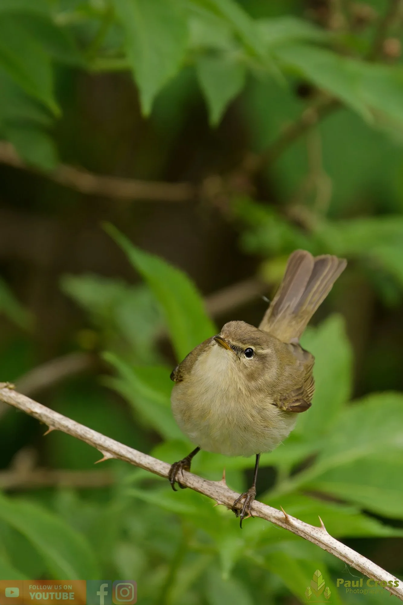 Chiffchaff-00202.jpg