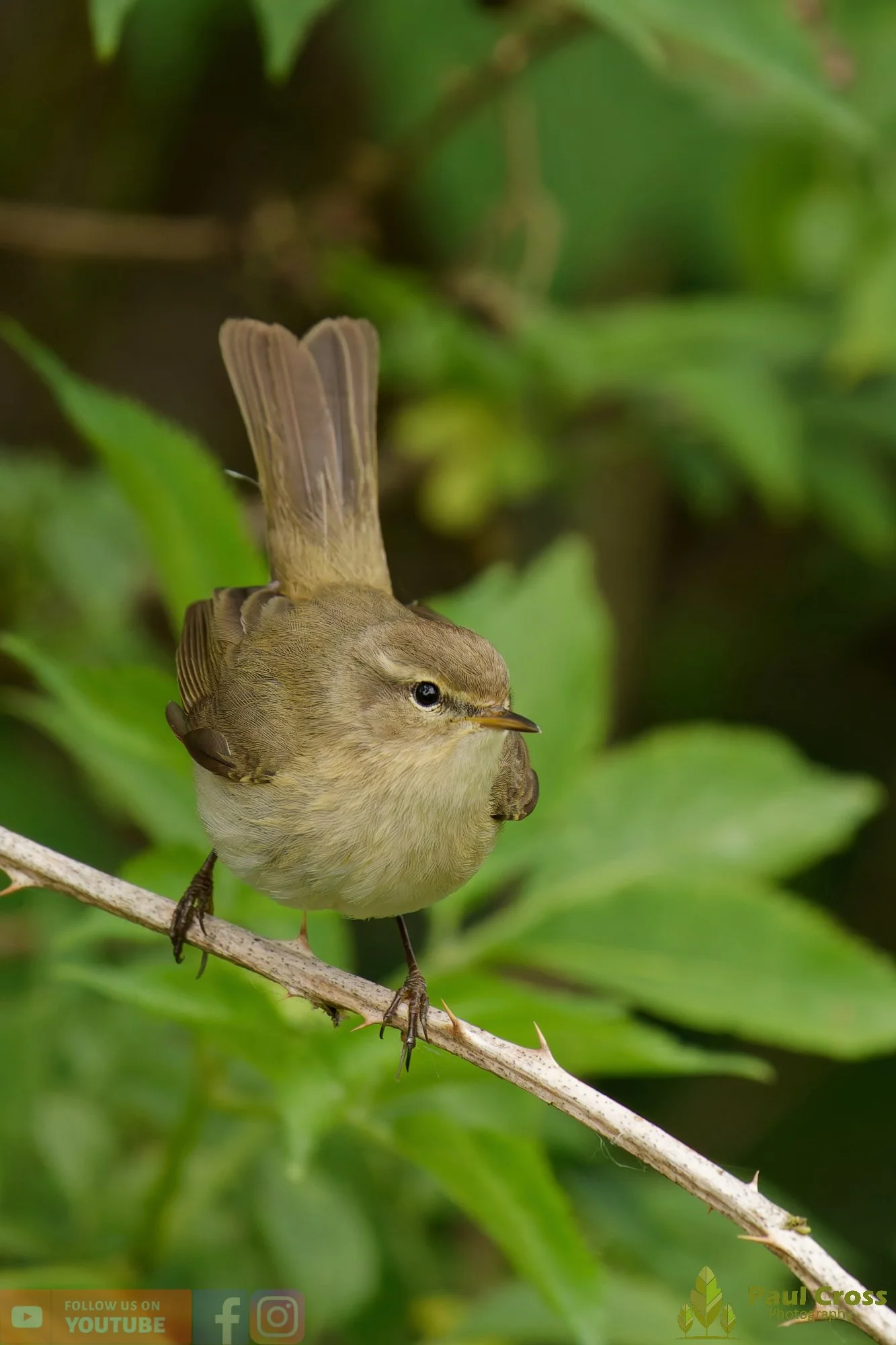 Chiffchaff-00203.jpg