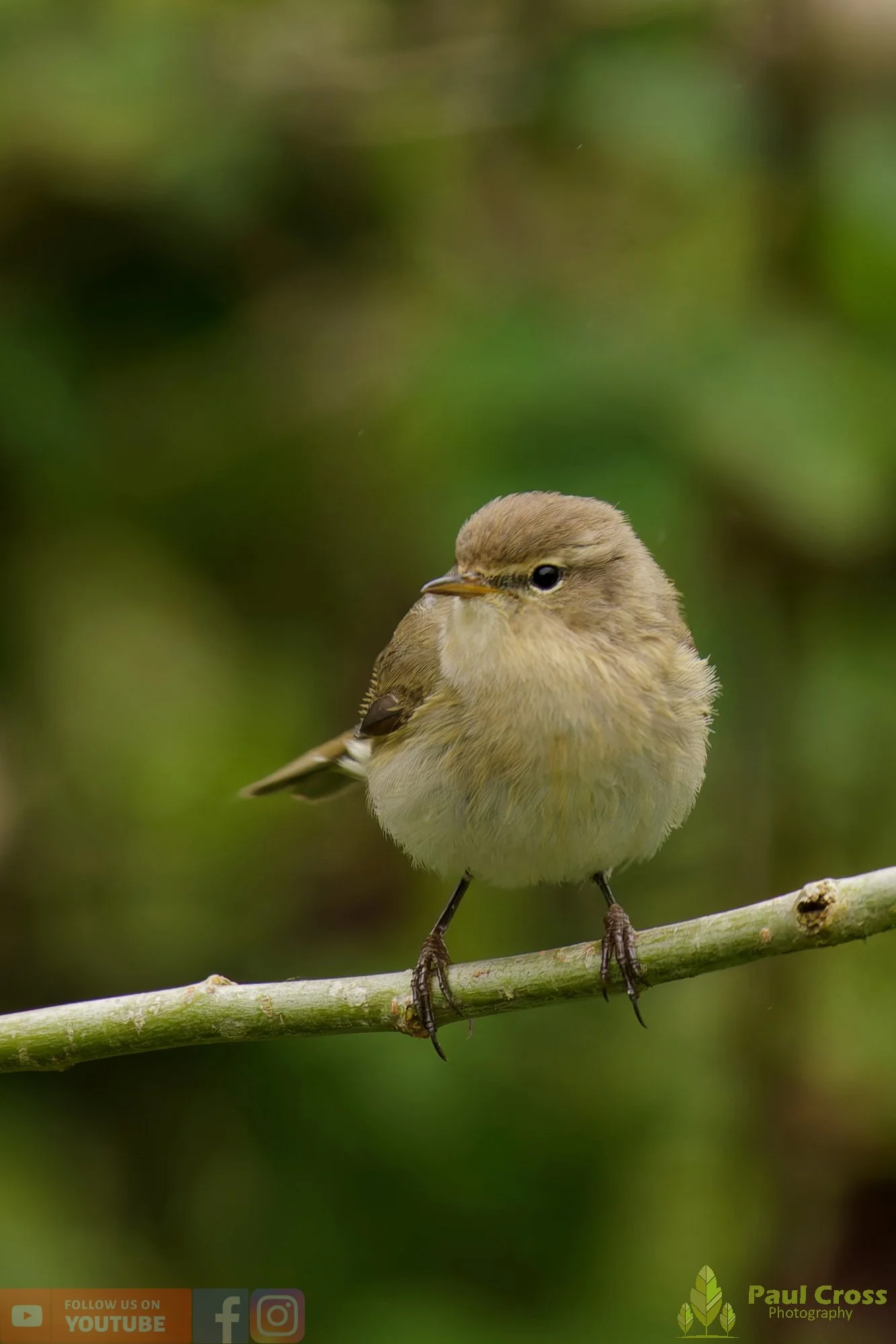 Chiffchaff-00205.jpg