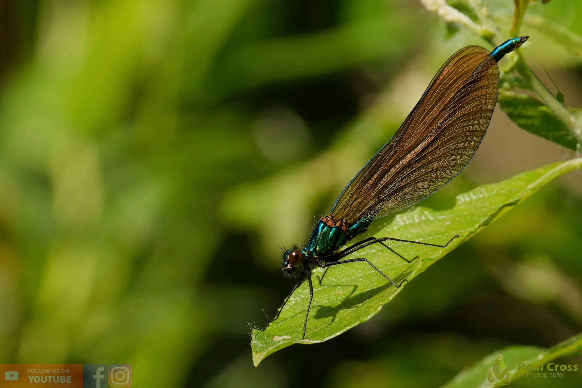 Beautiful Demoiselle-00009.jpg