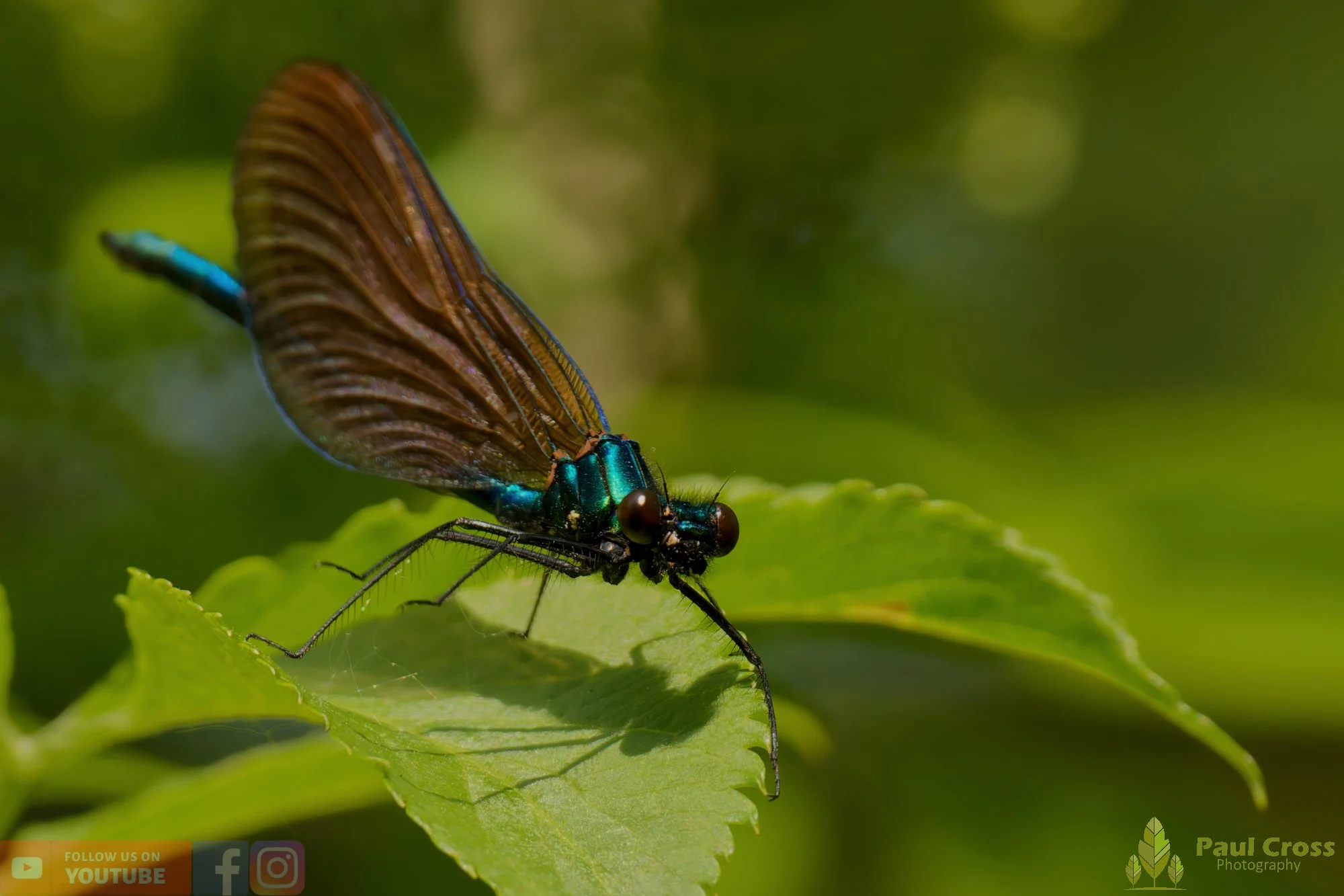 Beautiful Demoiselle-00003.jpg