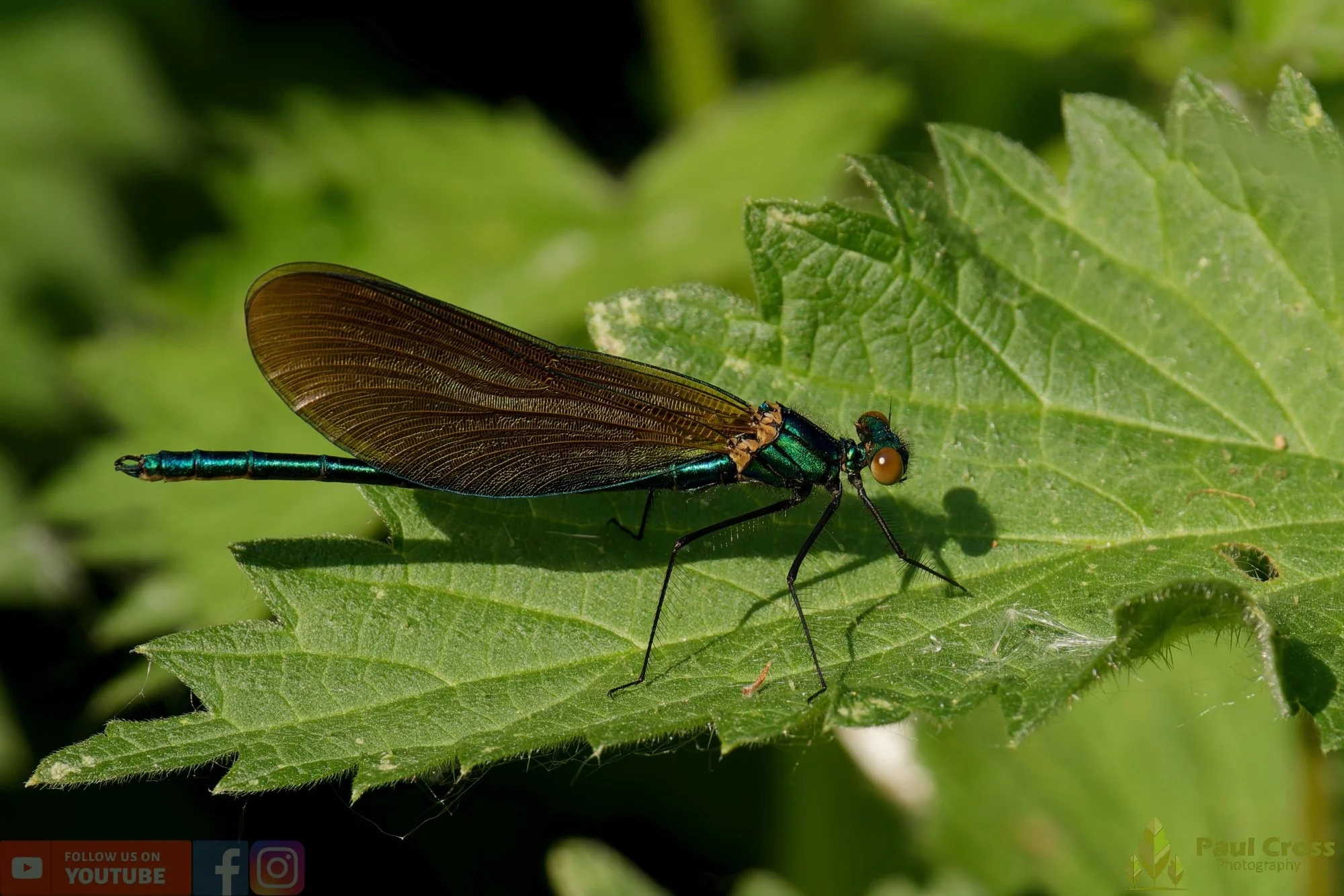 Beautiful Demoiselle-00012.jpg