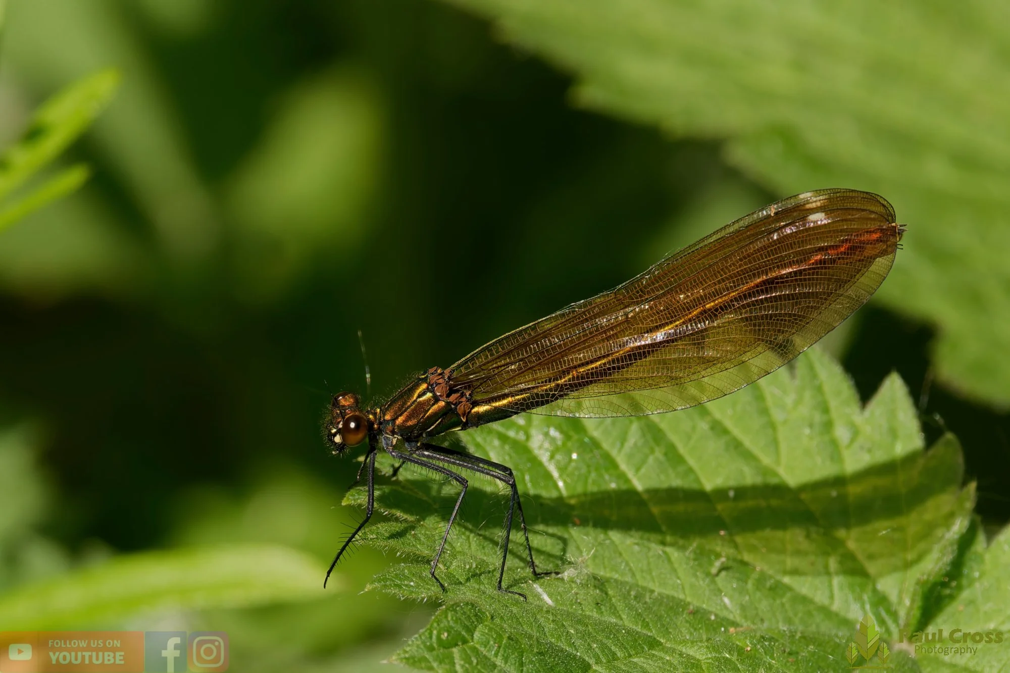 Beautiful Demoiselle-00014.jpg