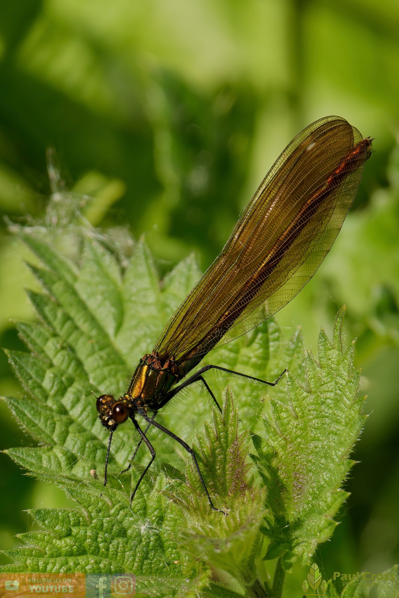 Beautiful Demoiselle-00018.jpg