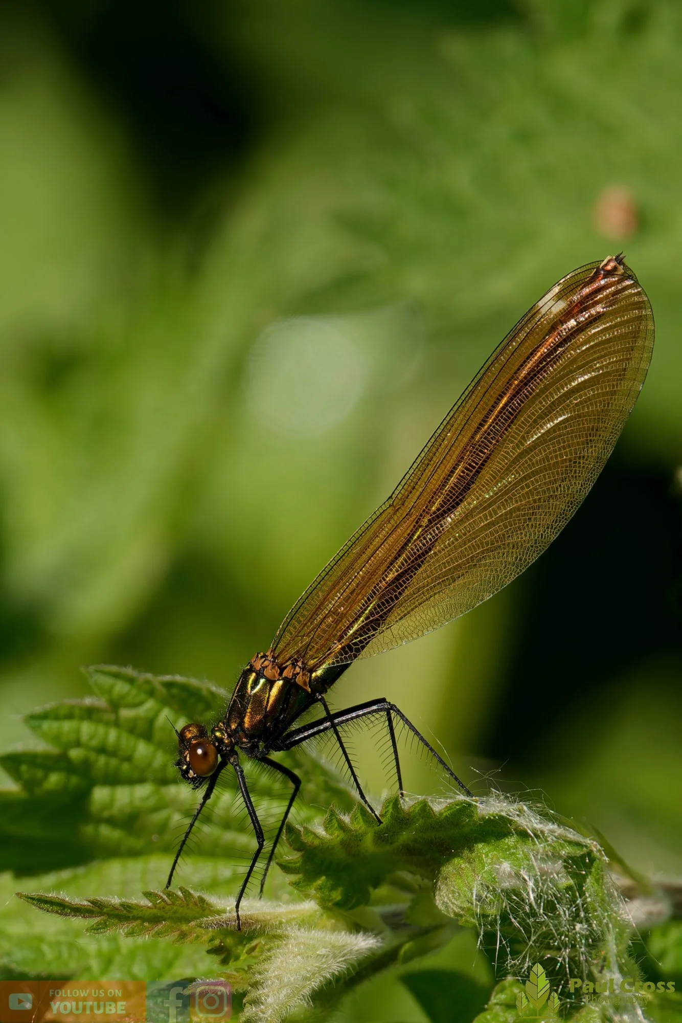Beautiful Demoiselle-00022.jpg