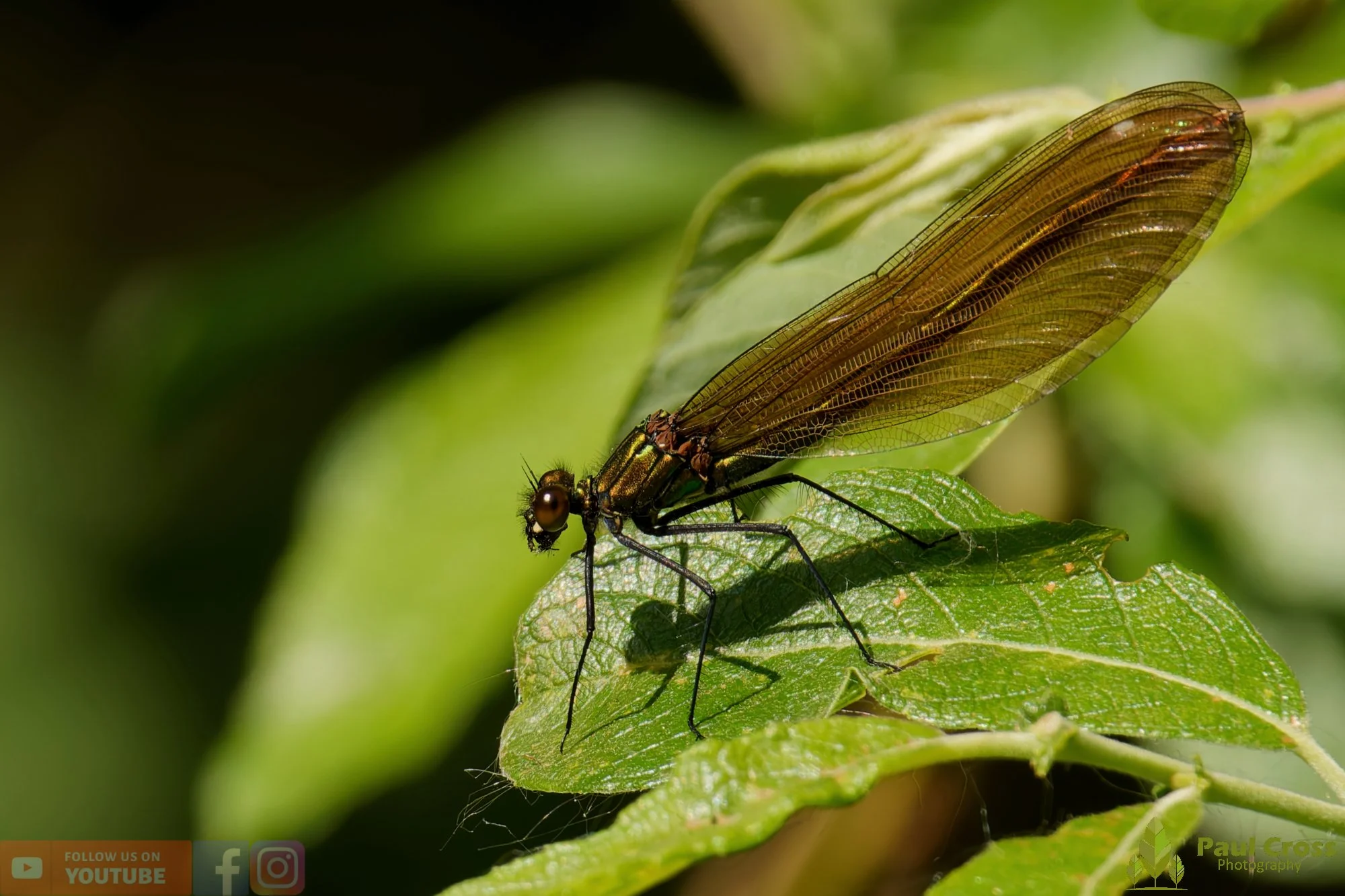 Beautiful Demoiselle-00036.jpg