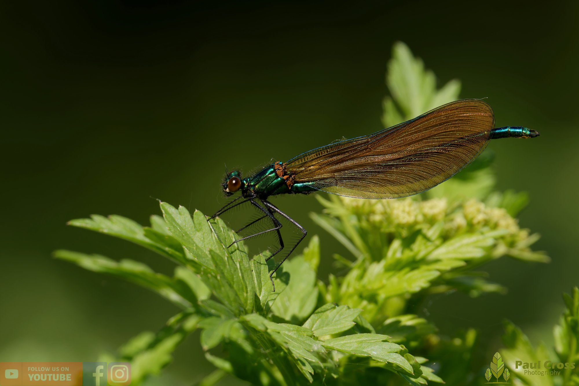 Beautiful Demoiselle-00038.jpg