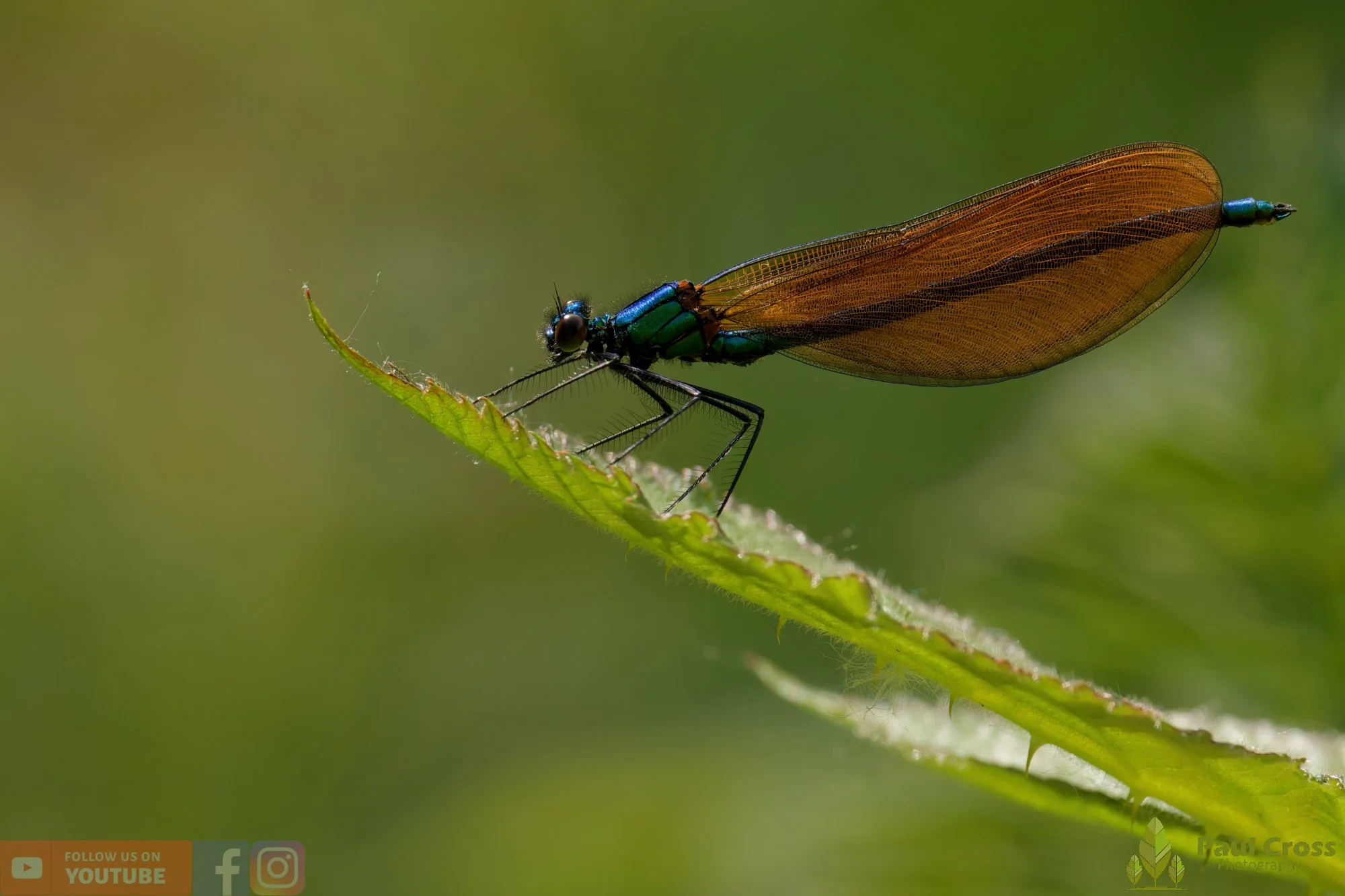 Beautiful Demoiselle-00041.jpg