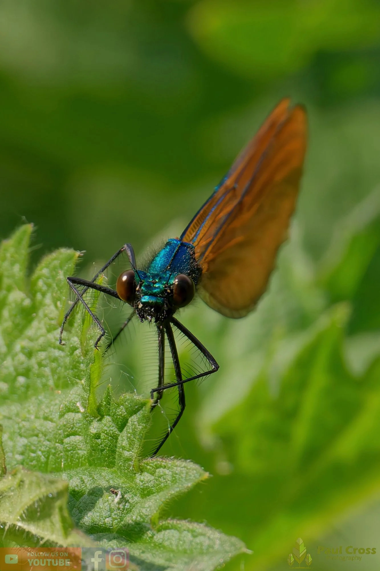 Beautiful Demoiselle-00042.jpg