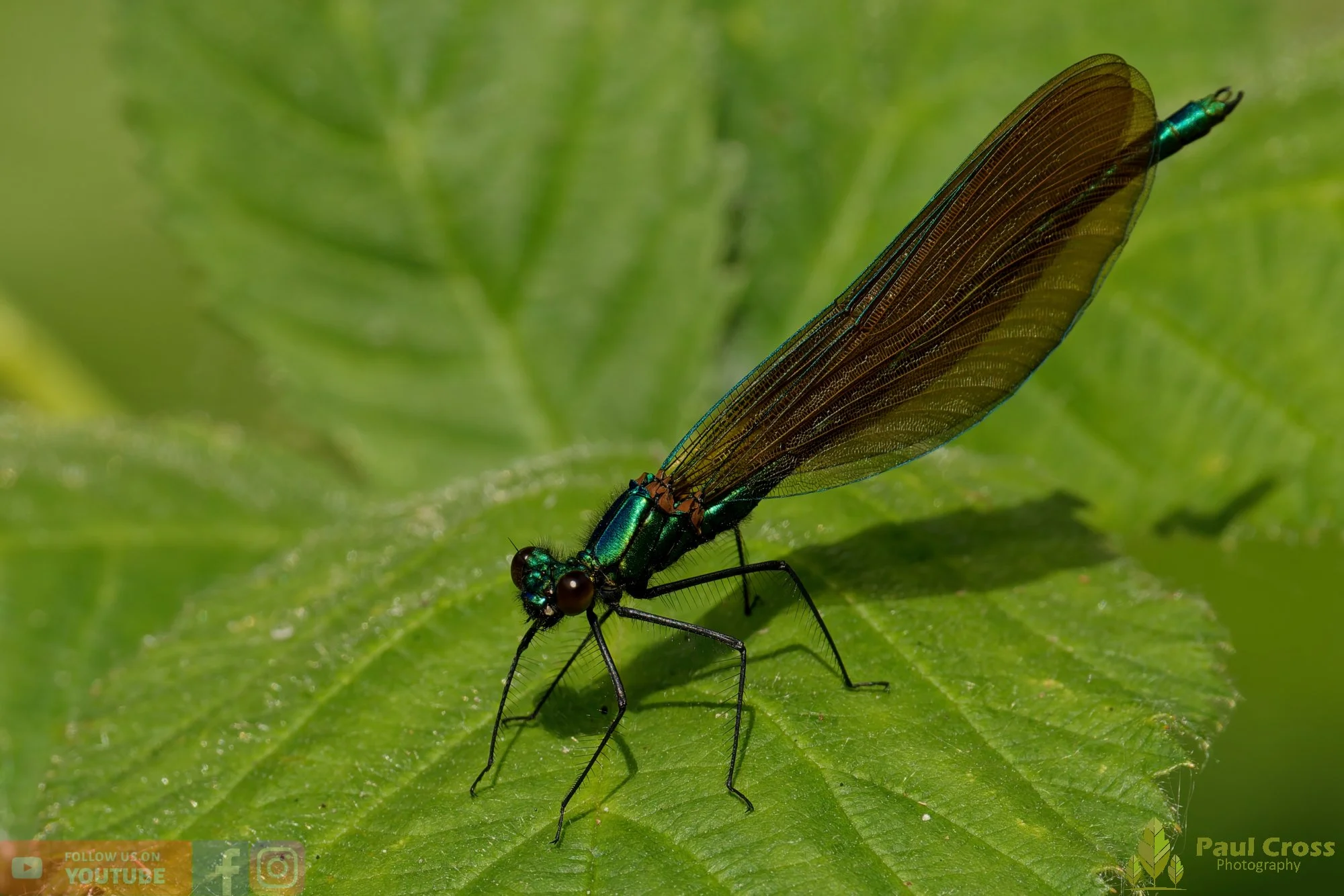 Beautiful Demoiselle-00045.jpg