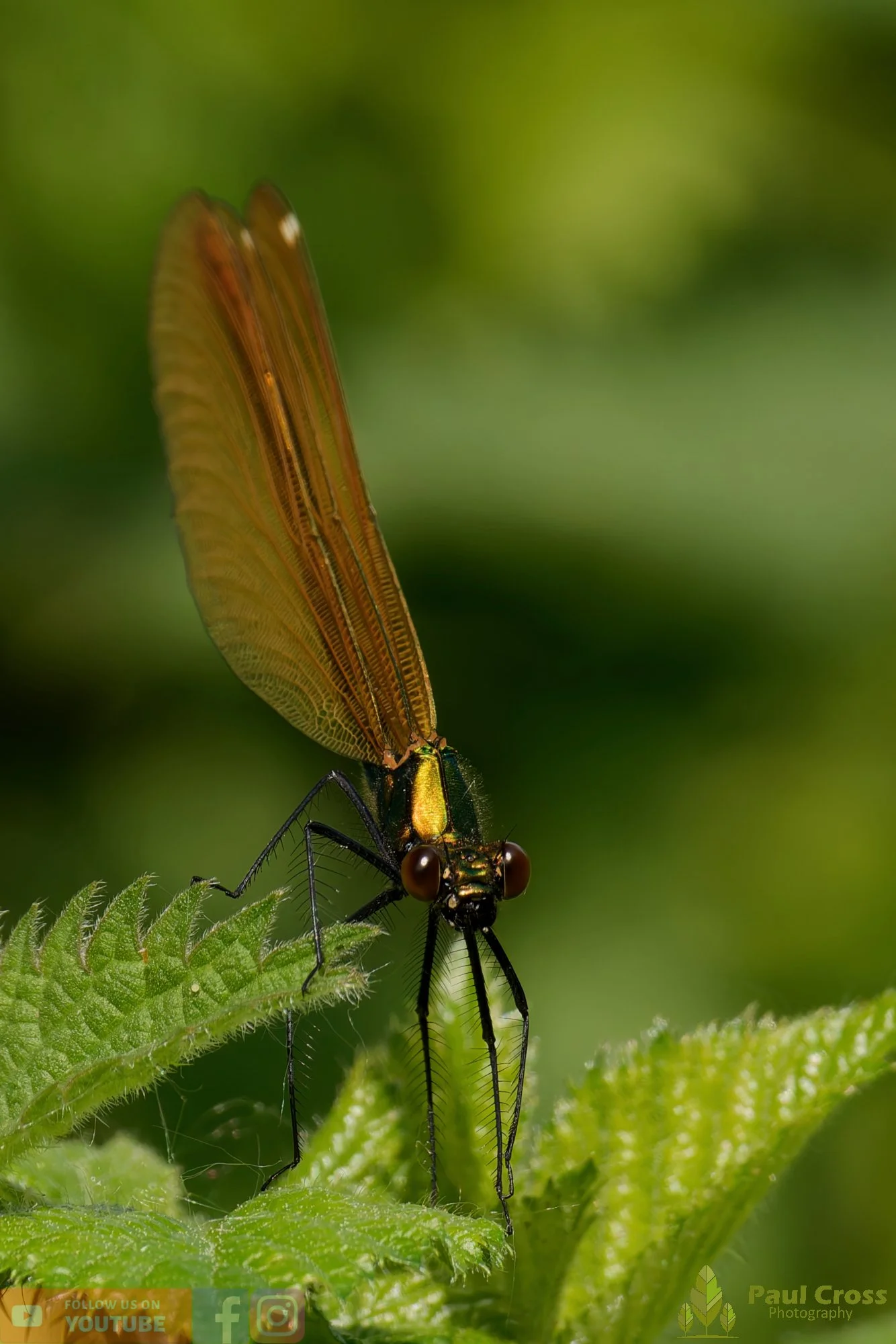 Beautiful Demoiselle-00046.jpg