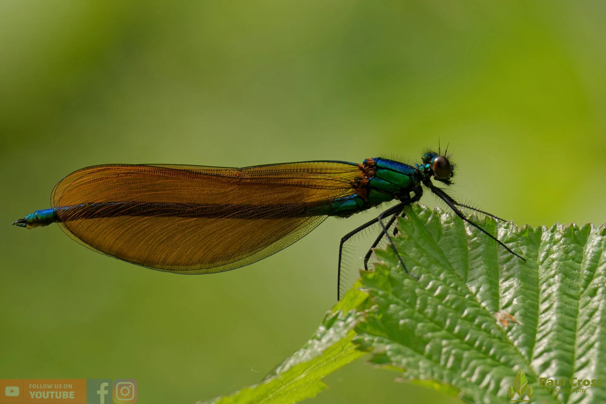 Beautiful Demoiselle-00048.jpg