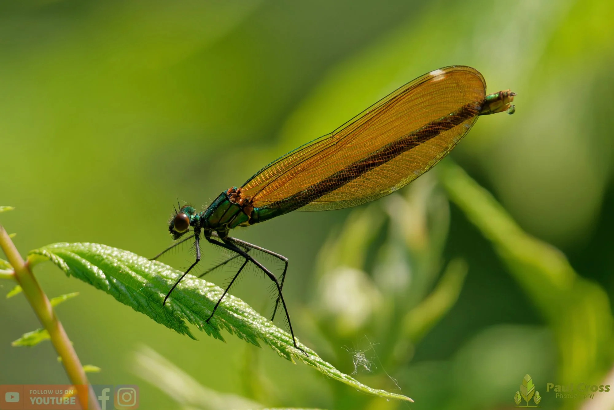 Beautiful Demoiselle-00050.jpg