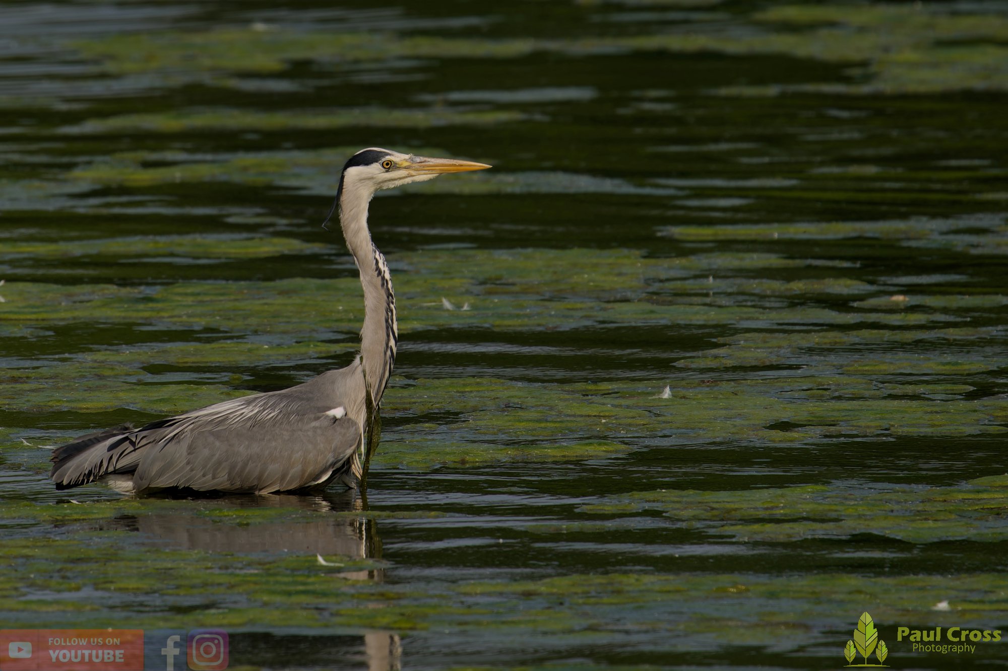 Grey Heron-00720.jpg