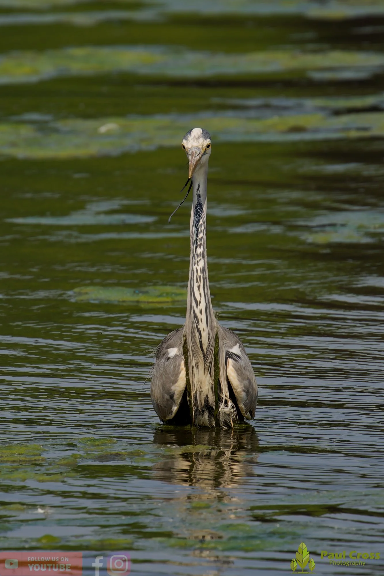 Grey Heron-00721.jpg