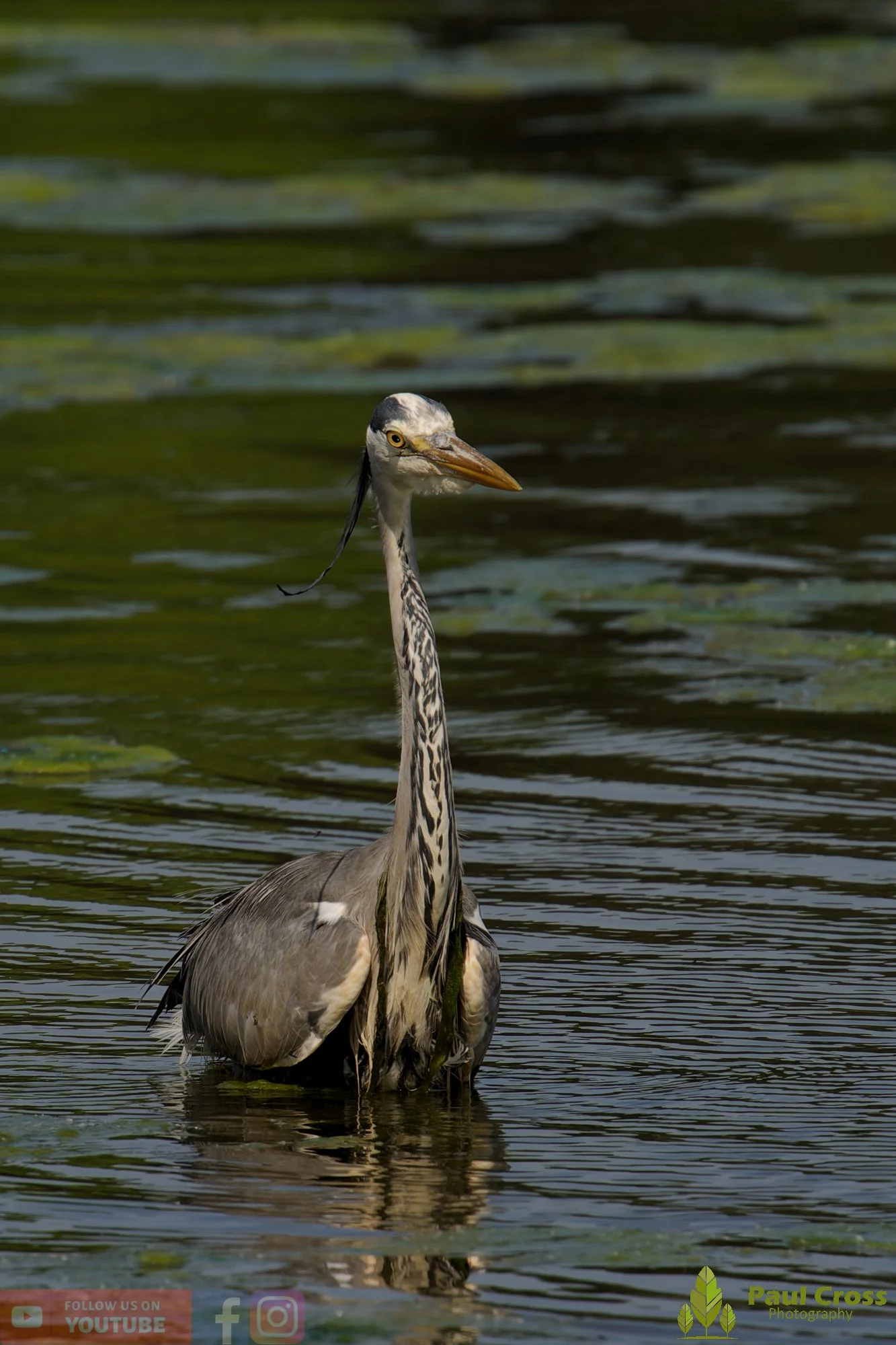 Grey Heron-00722.jpg