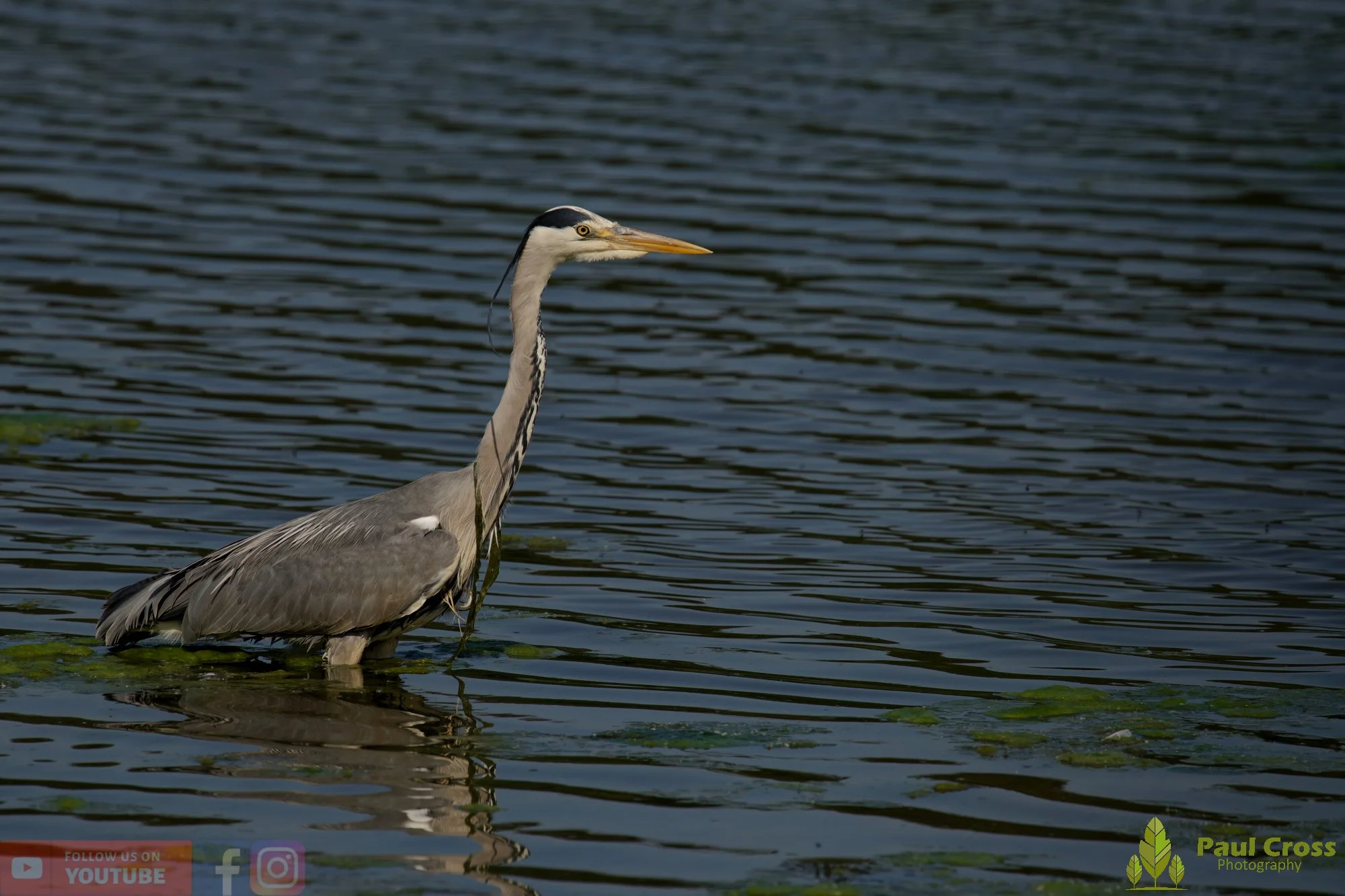 Grey Heron-00723.jpg