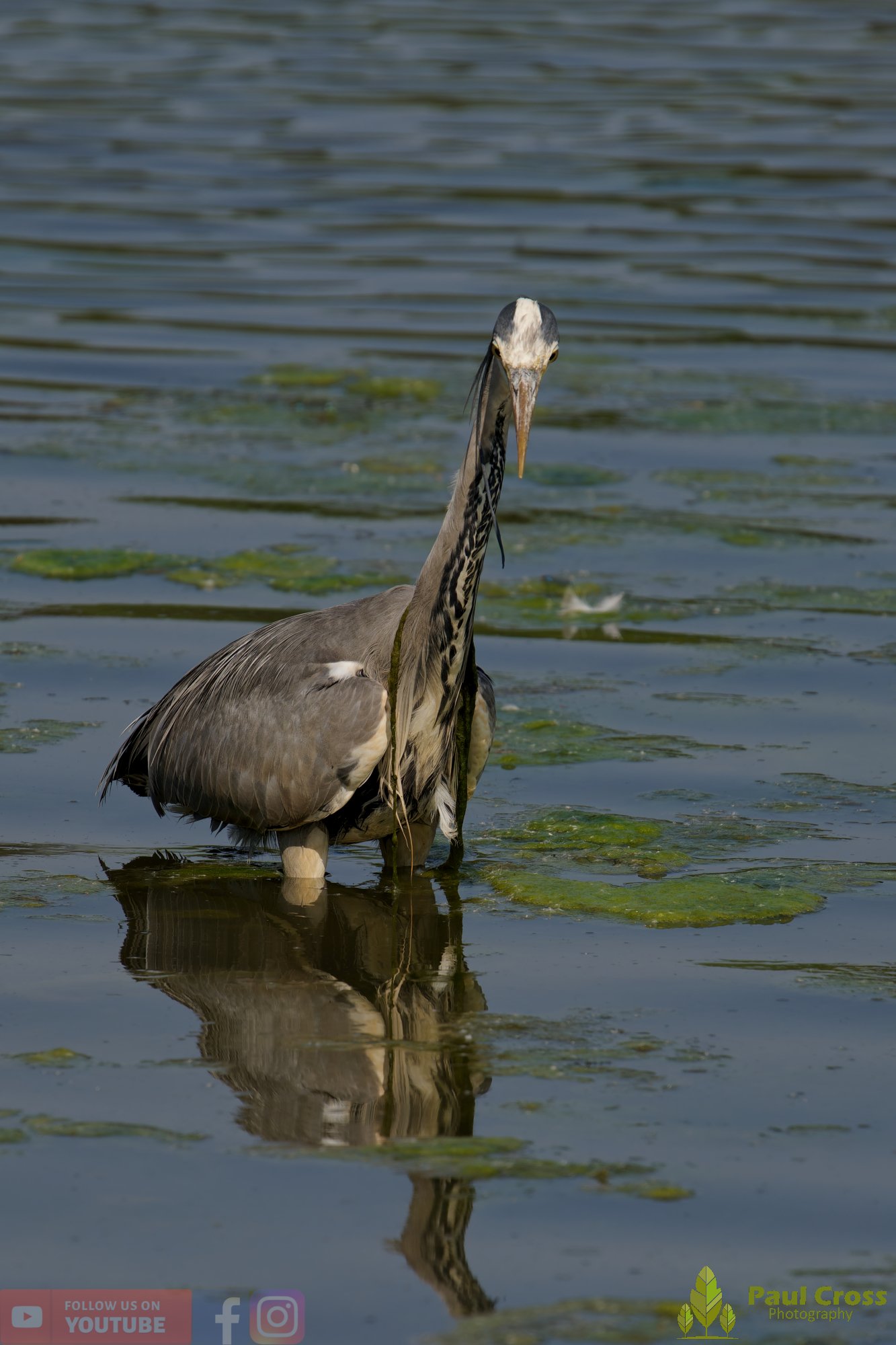Grey Heron-00724.jpg