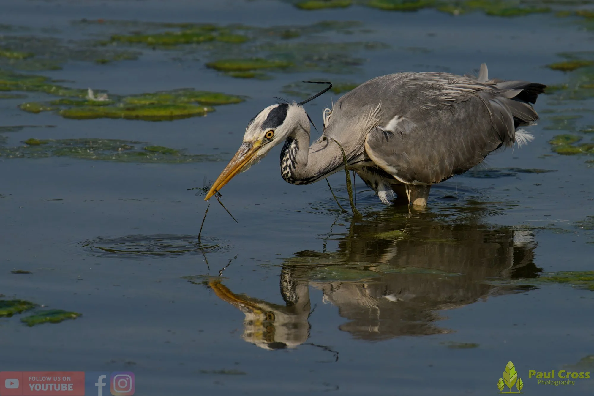 Grey Heron-00725.jpg
