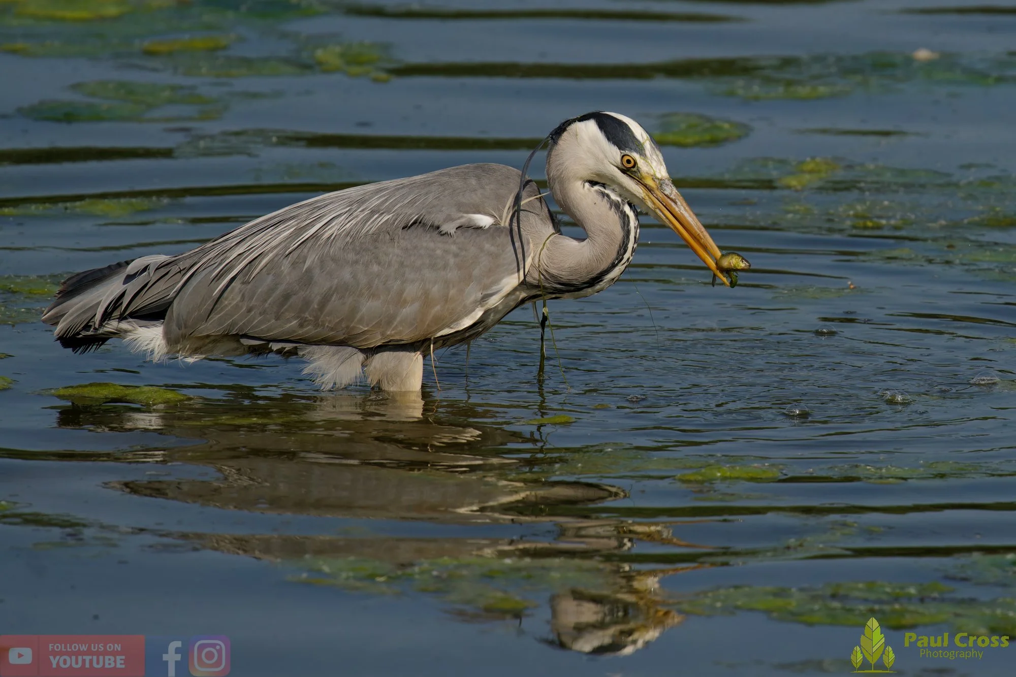 Grey Heron-00726.jpg