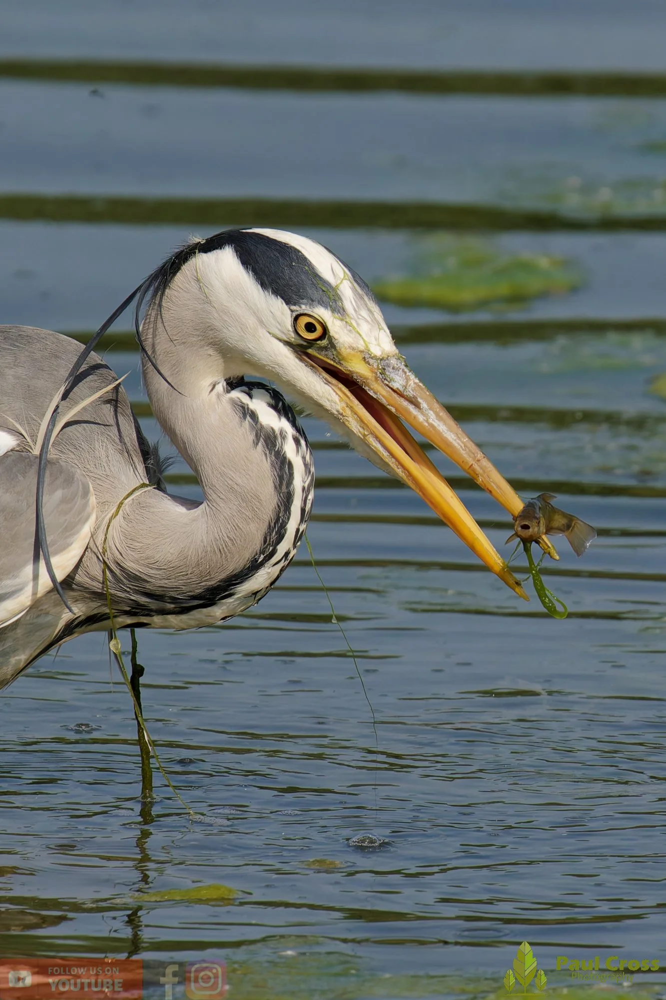 Grey Heron-00727.jpg