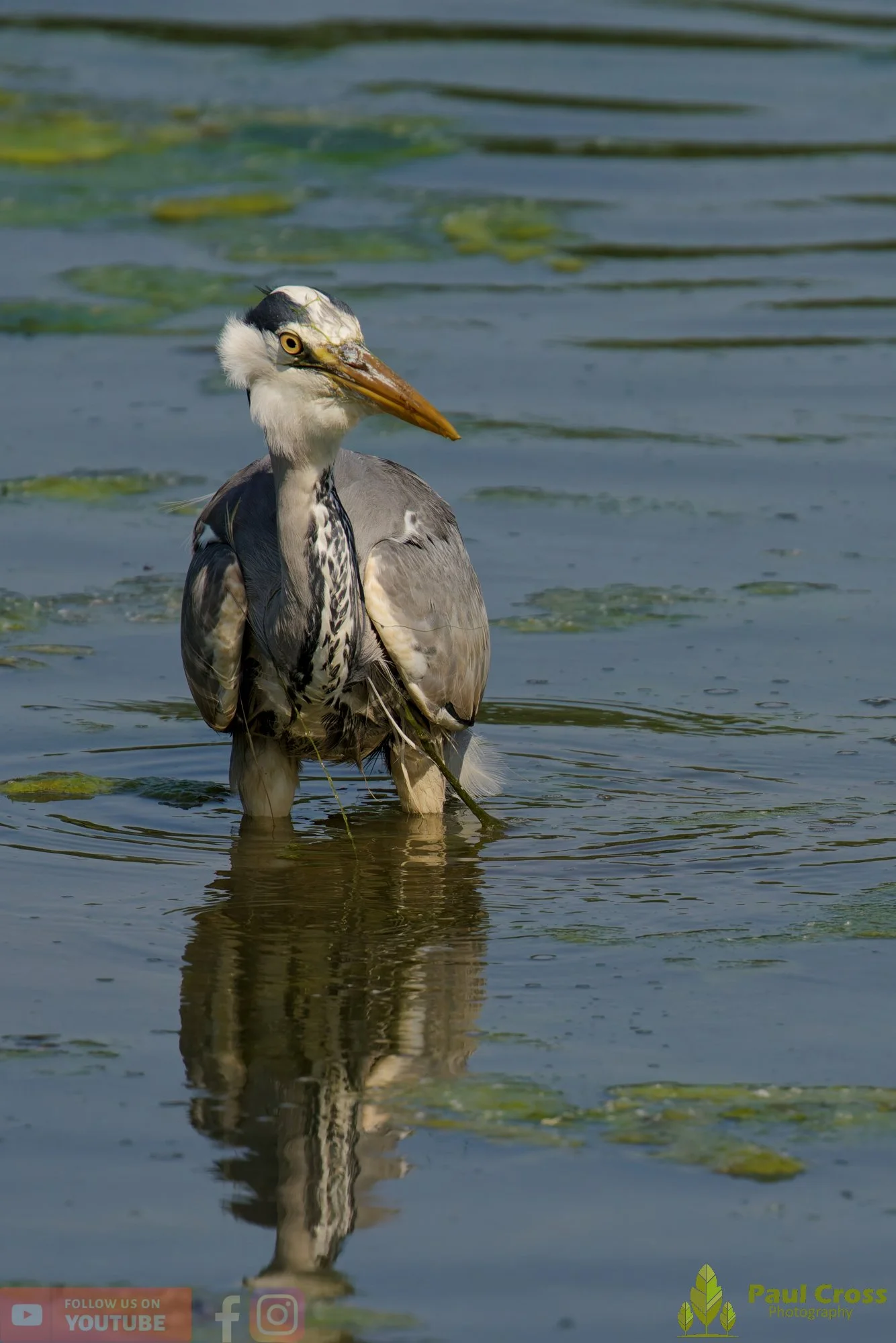Grey Heron-00728.jpg