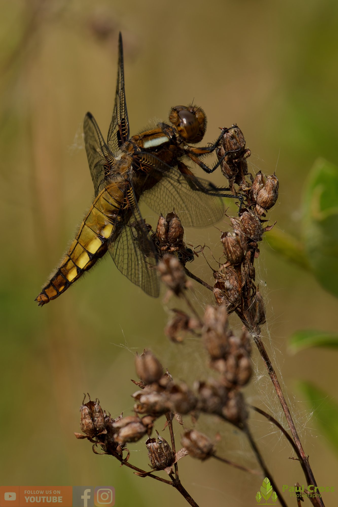 Broad-Bodied Chaser-00088.jpg