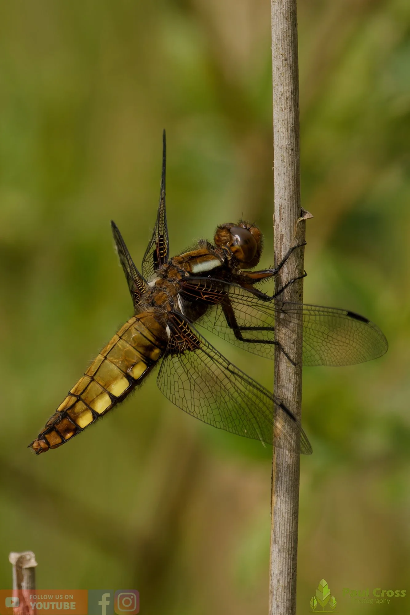 Broad-Bodied Chaser-00089.jpg