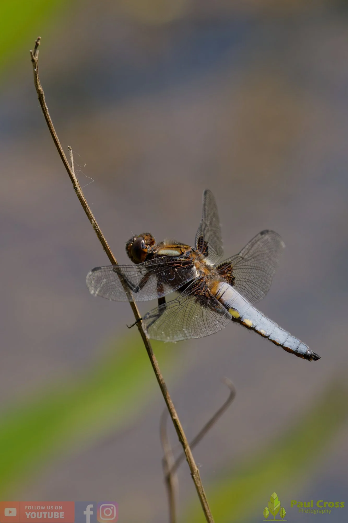 Broad-Bodied Chaser-00090.jpg