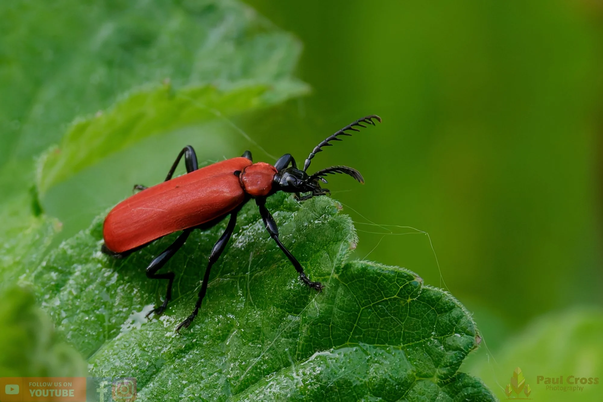 Cardinal Beetle-00028.jpg