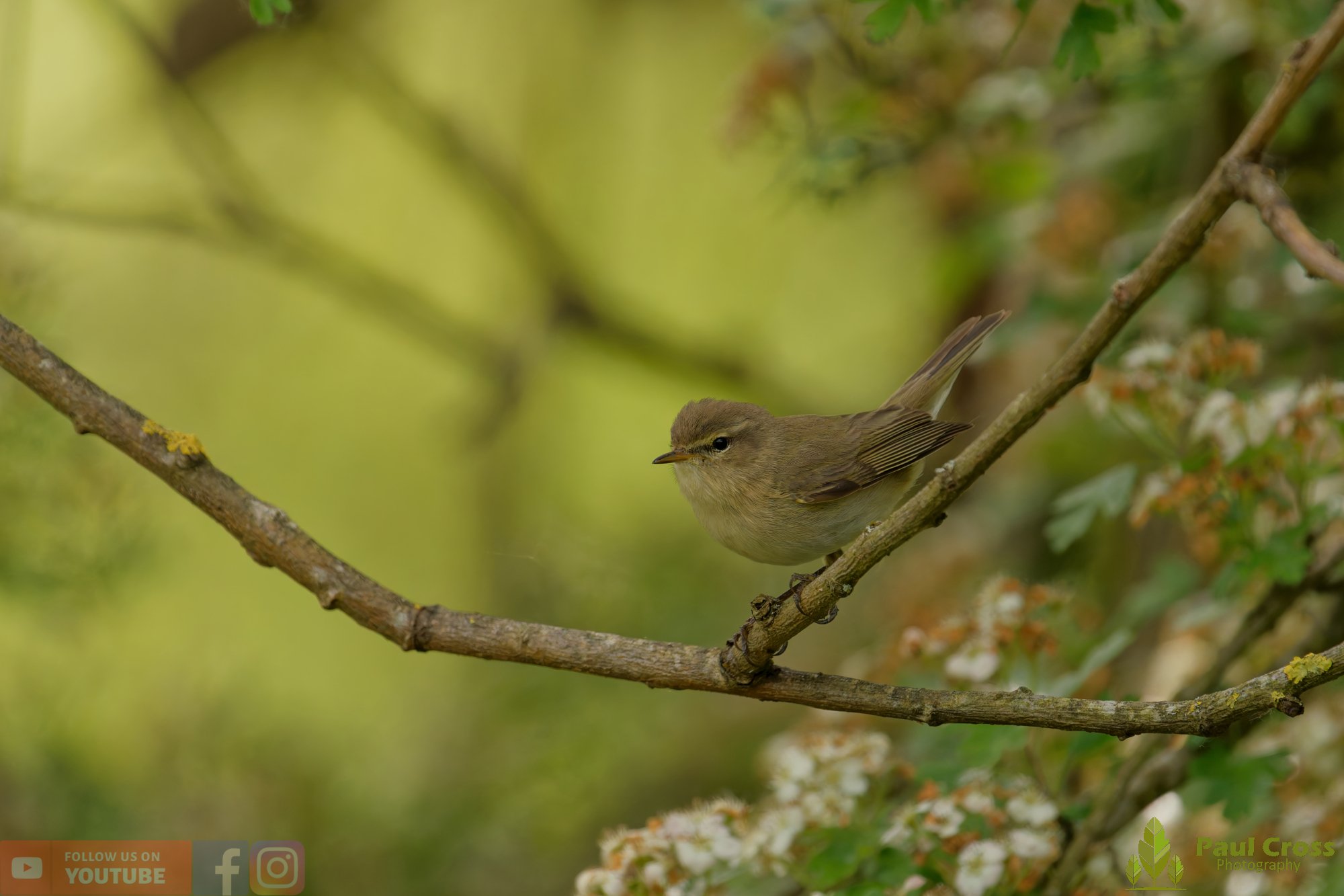 Chiffchaff-00206.jpg
