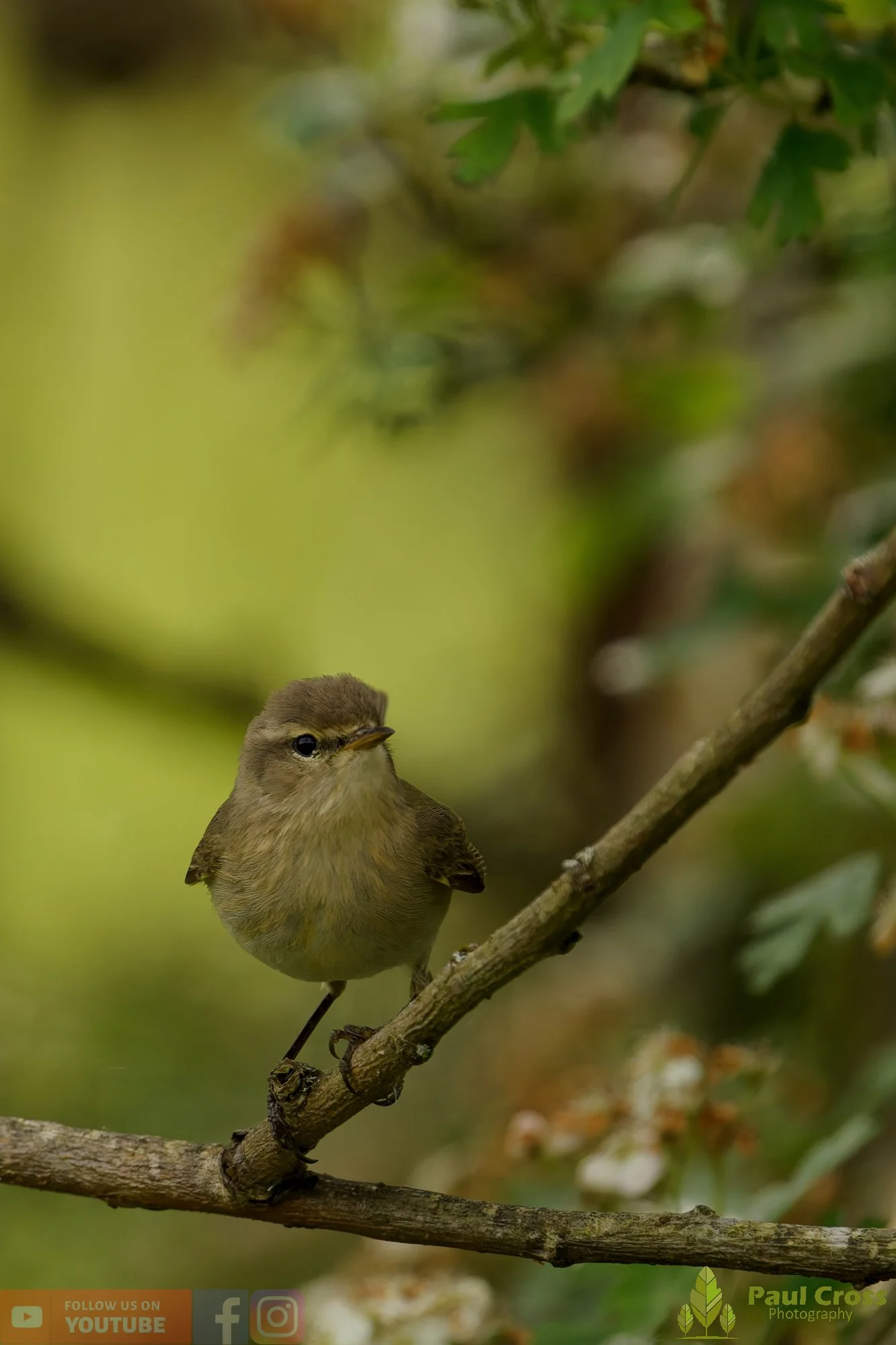 Chiffchaff-00207.jpg