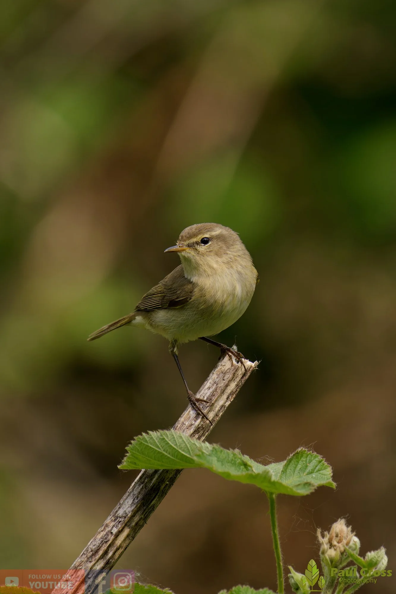 Chiffchaff-00208.jpg
