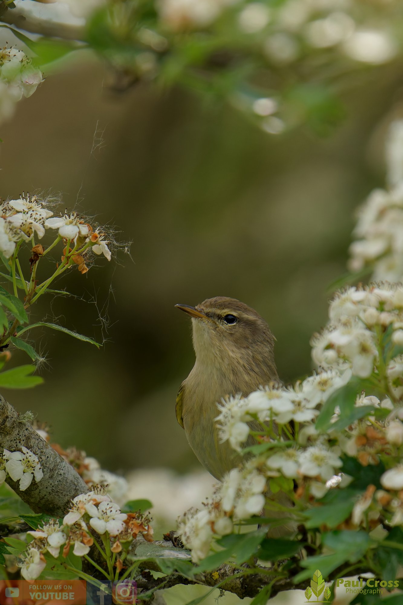 Chiffchaff-00210.jpg