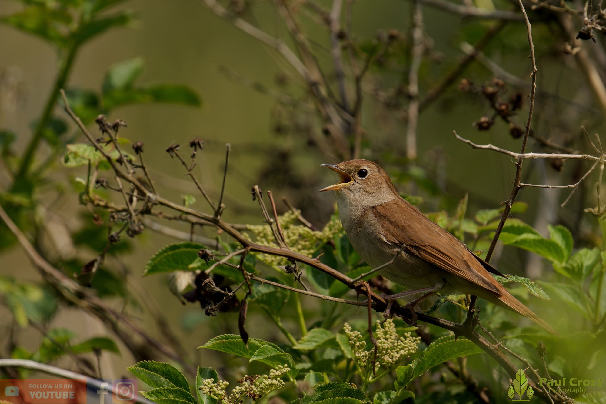 Common Nightingale-00005.jpg