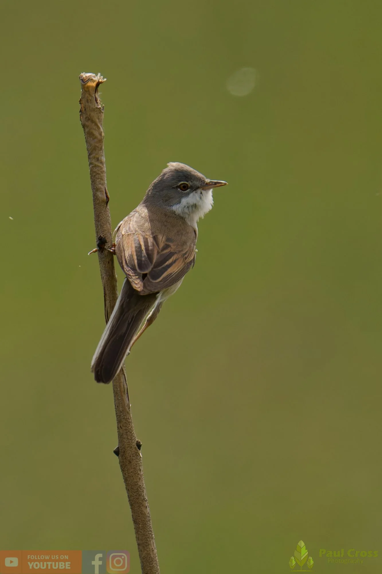 Common Whitethroat-00105.jpg