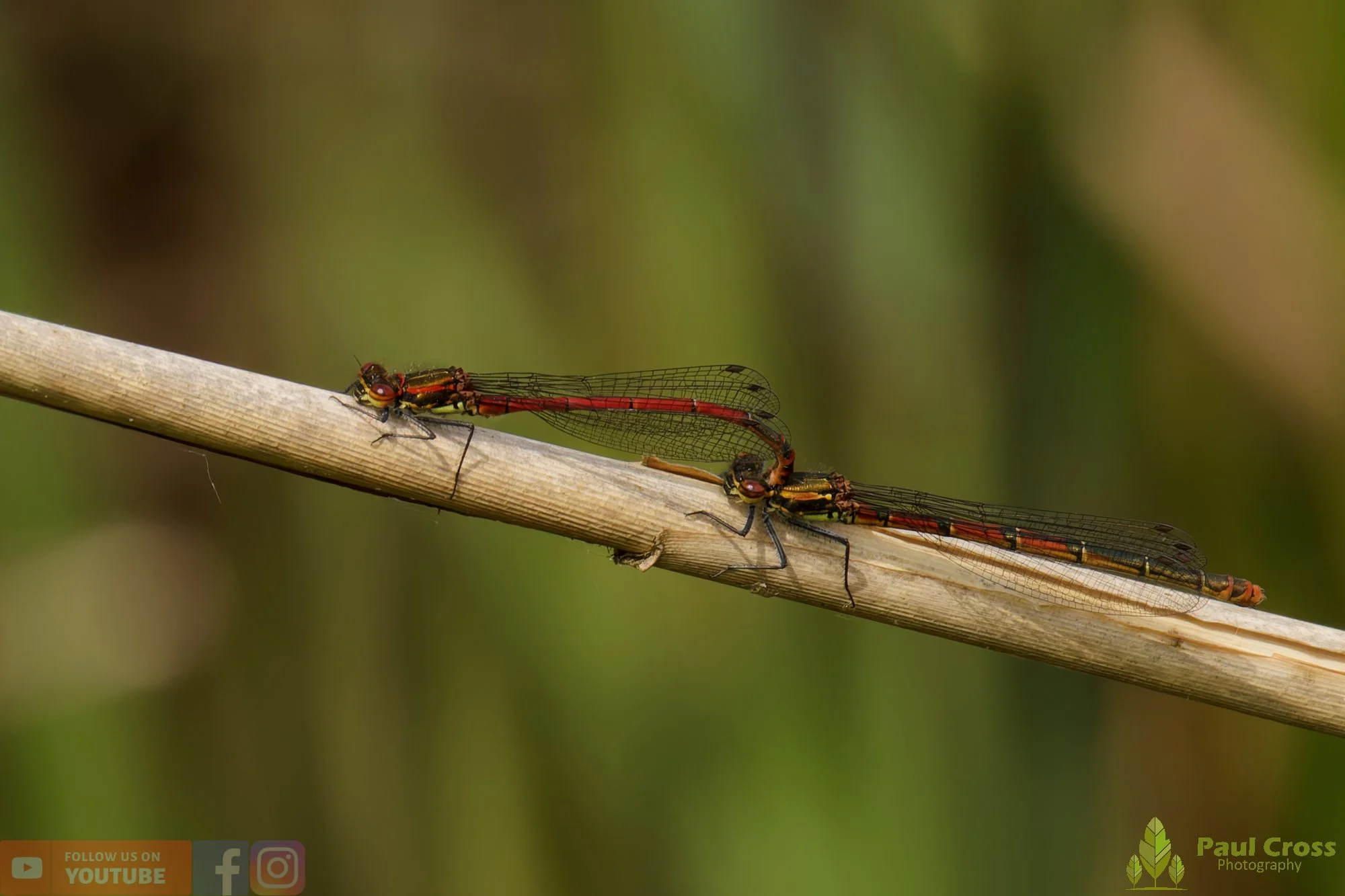 Large Red Damselfly-00025.jpg